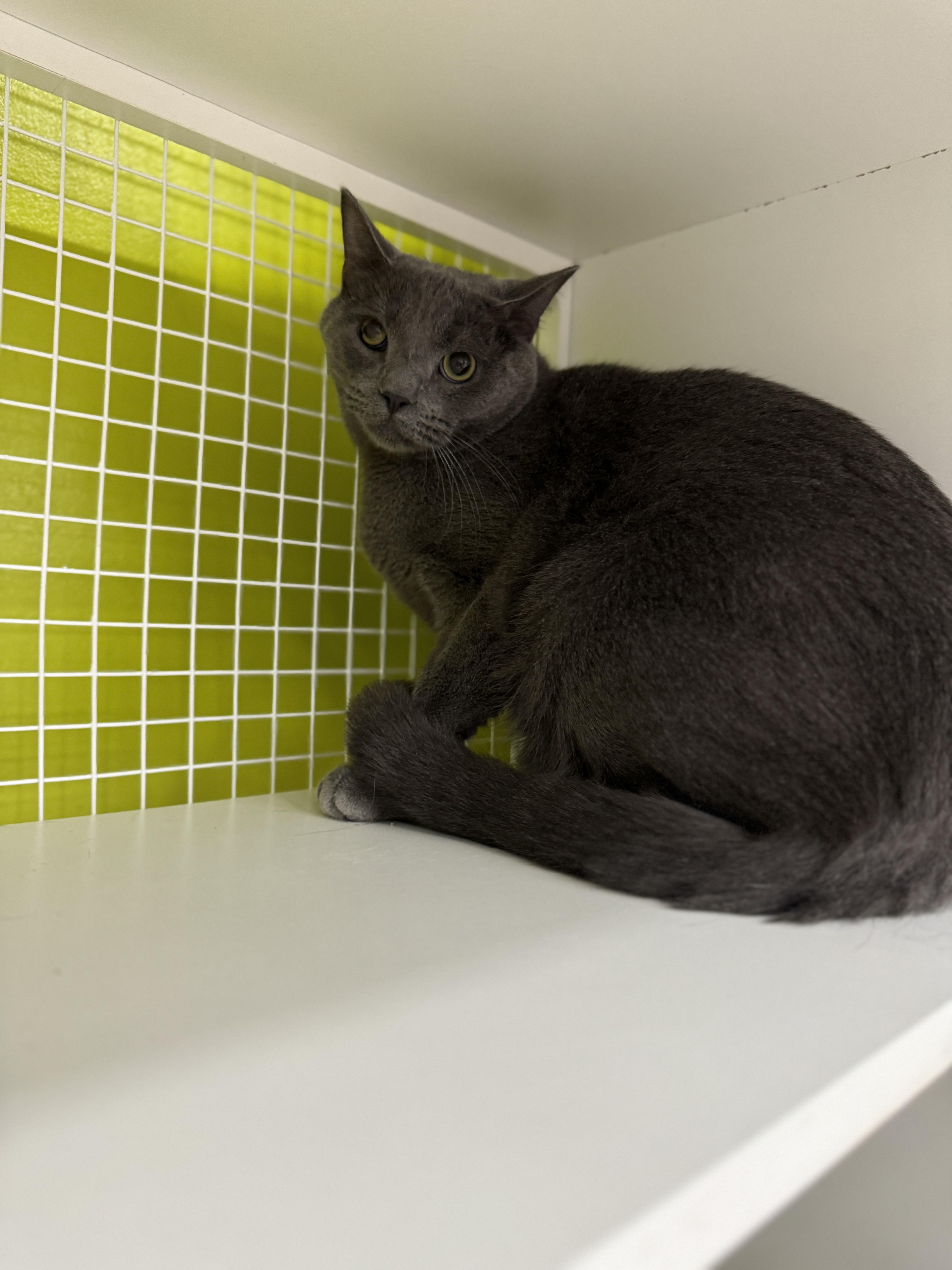 Cole, a Adoptable Domestic Short Hair in Pasadena , MD image 4/4