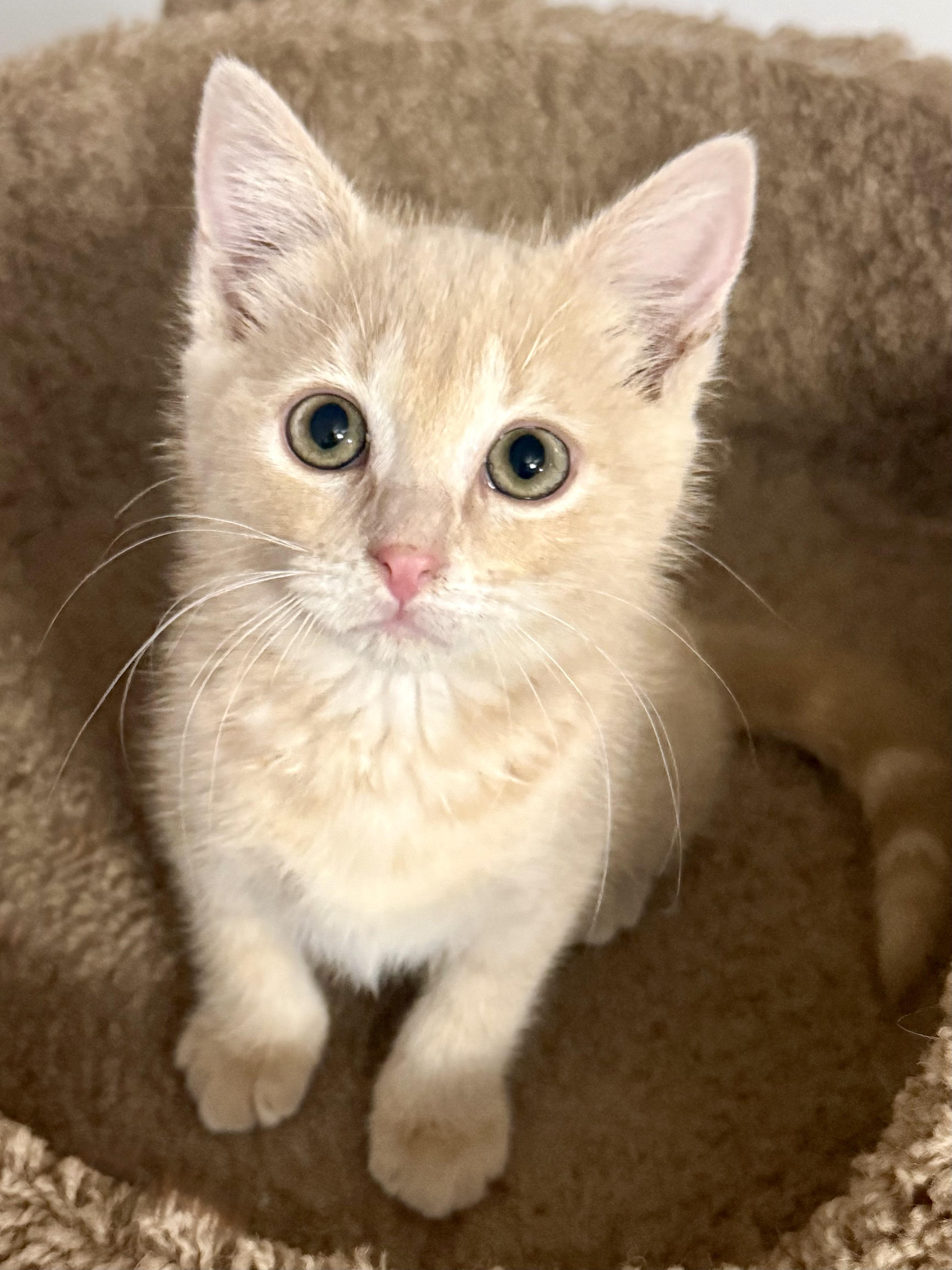 Eliza, adopted, Kitten Female Domestic Short Hair.