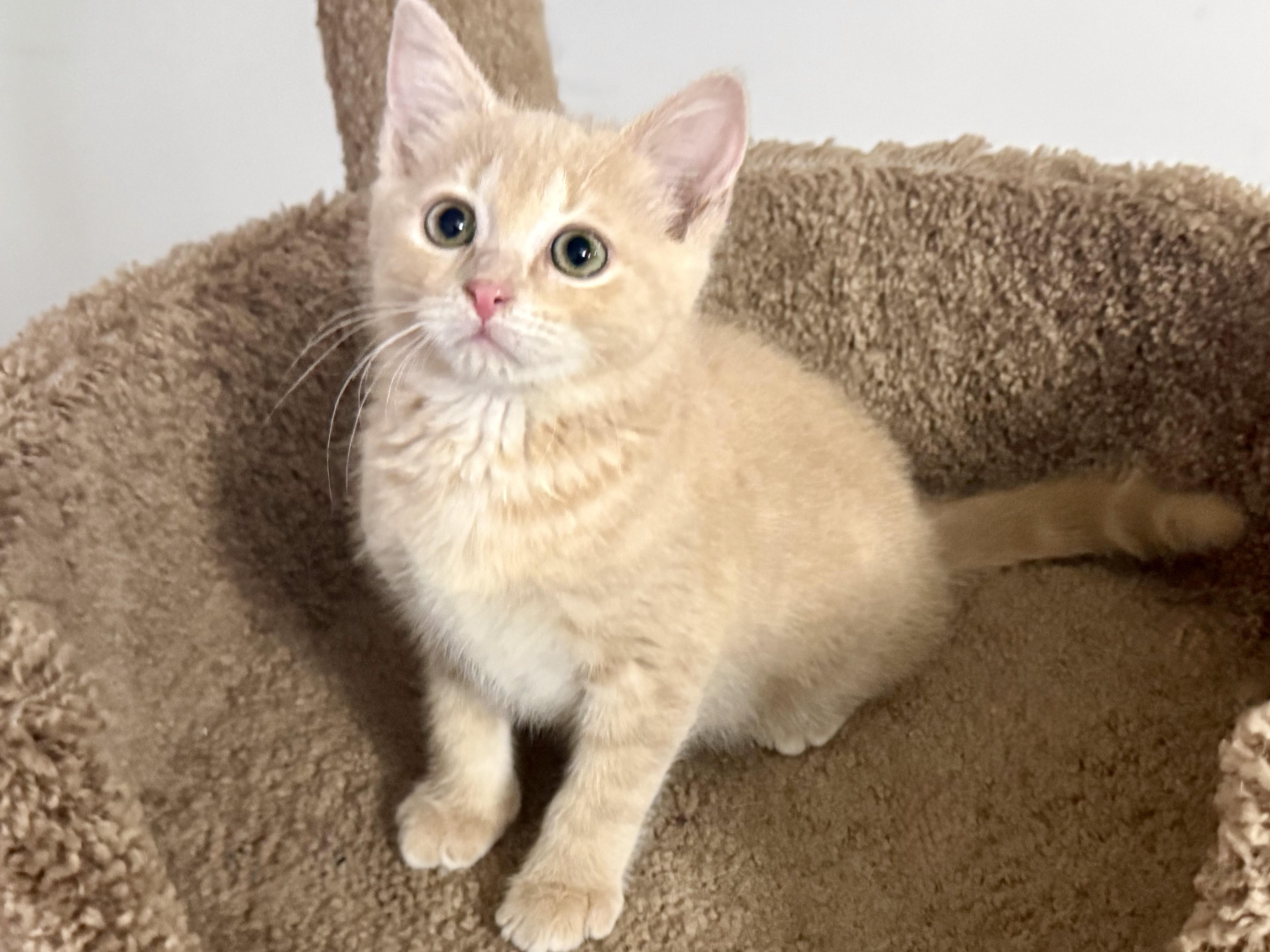 Eliza, an adopted Domestic Short Hair in Grove City, OH image 2/3