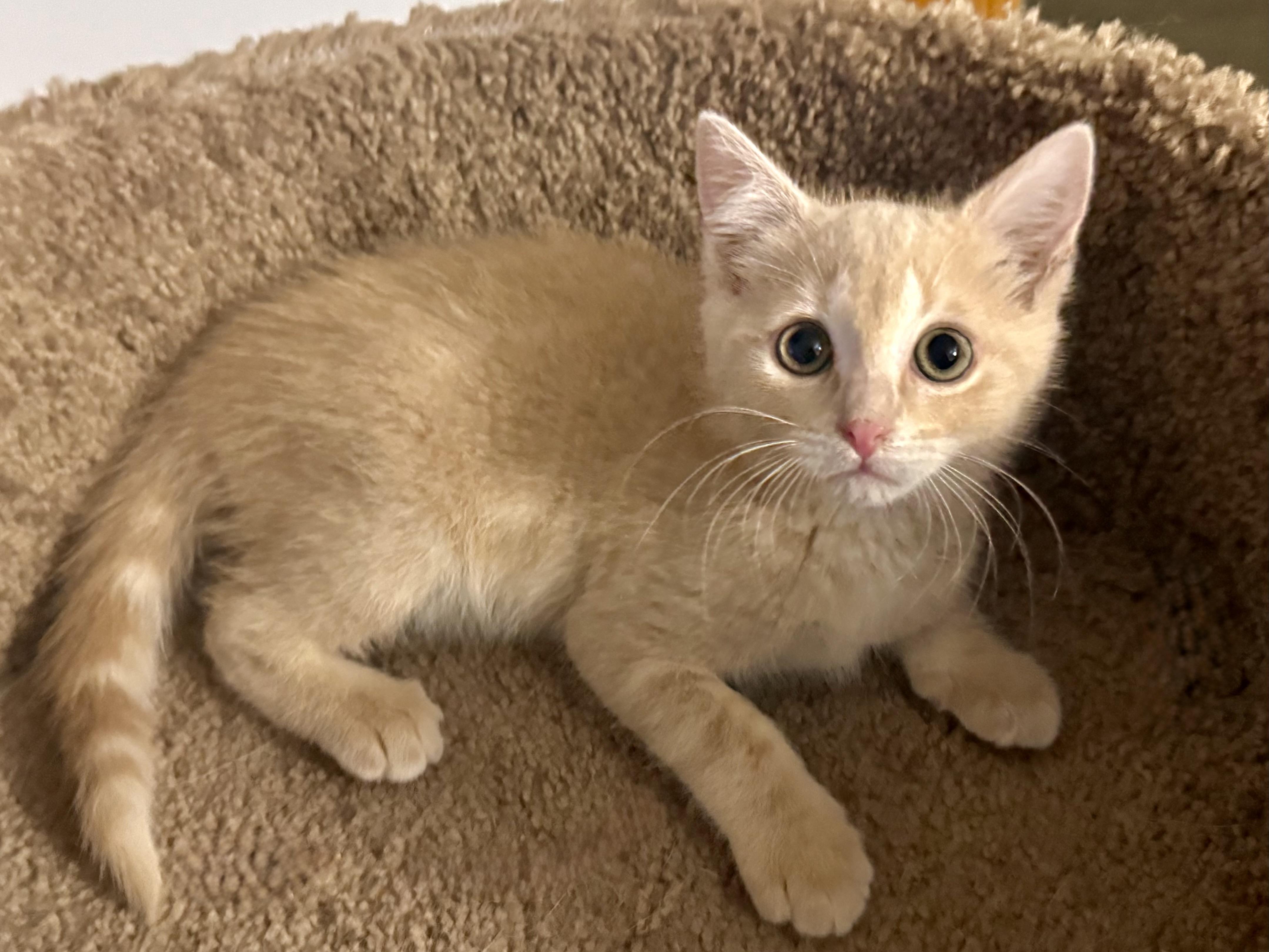 Eliza, an adopted Domestic Short Hair in Grove City, OH image 3/3