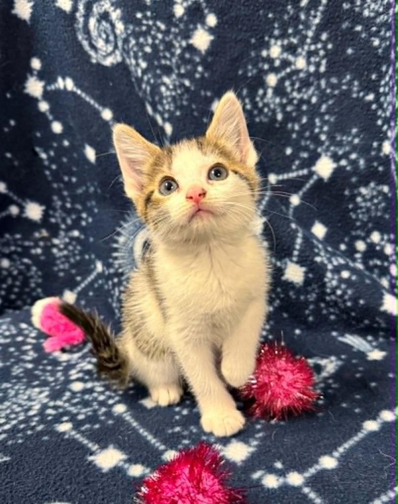 Enlarge Ladybug, a Adoptable mixed breed in Effingham, IL image 1/3