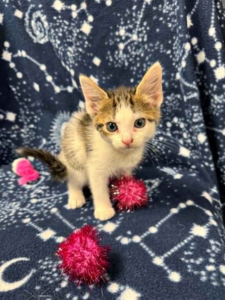 Enlarge Ladybug, a Adoptable mixed breed in Effingham, IL image 2/3