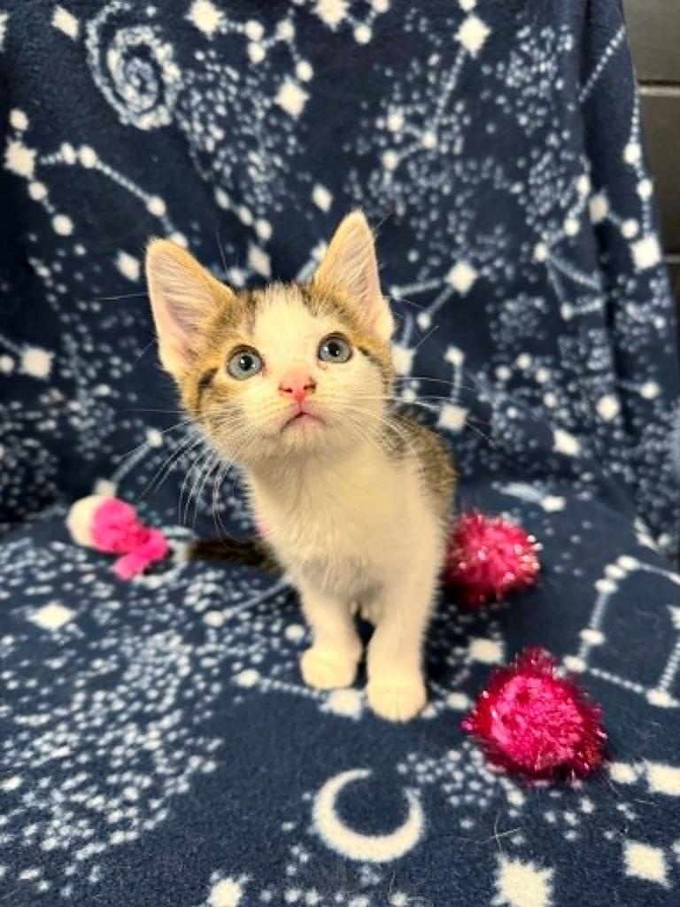 Enlarge Ladybug, a Adoptable mixed breed in Effingham, IL image 3/3