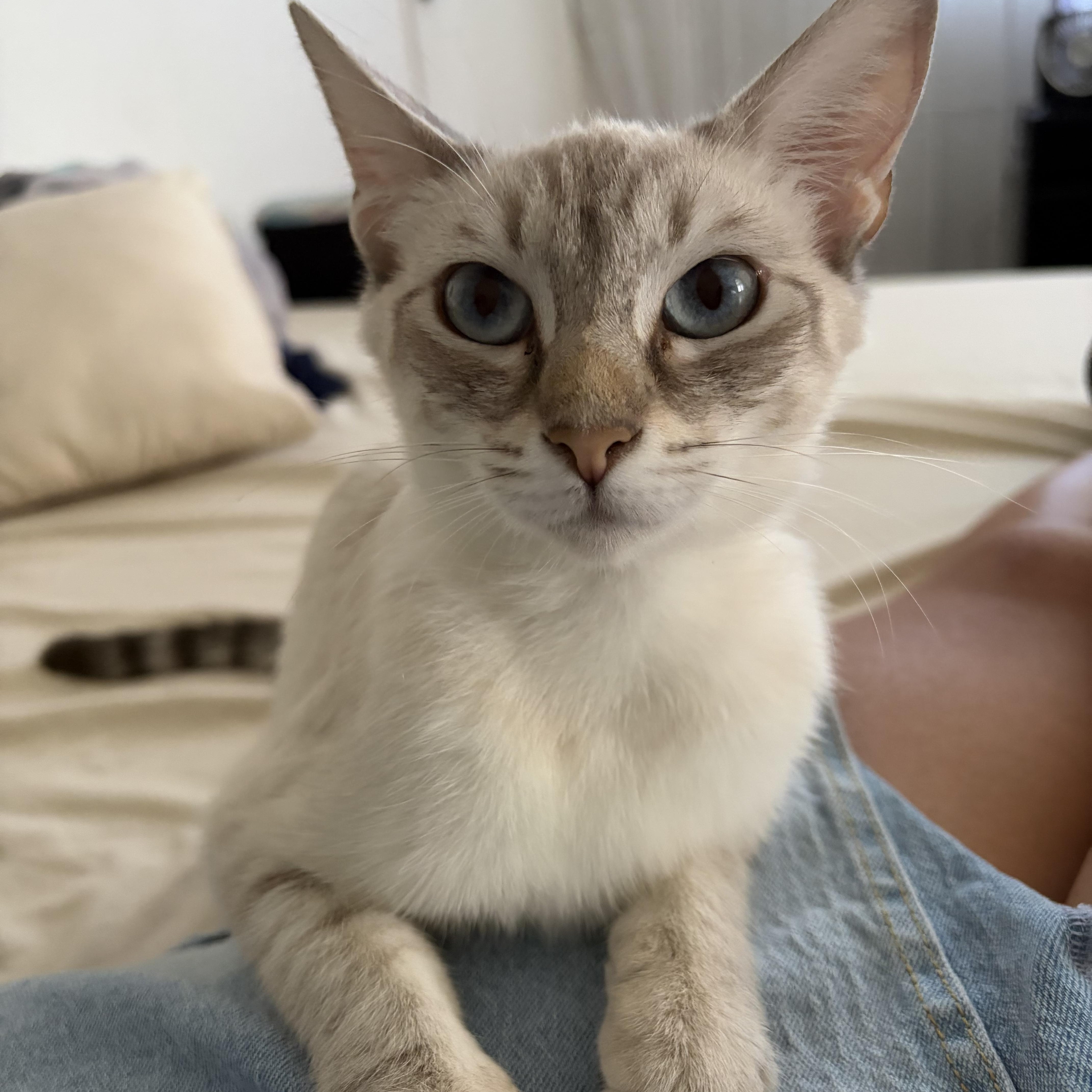 Rumi, ADOPTABLE, Young Female Siamese & Tabby.