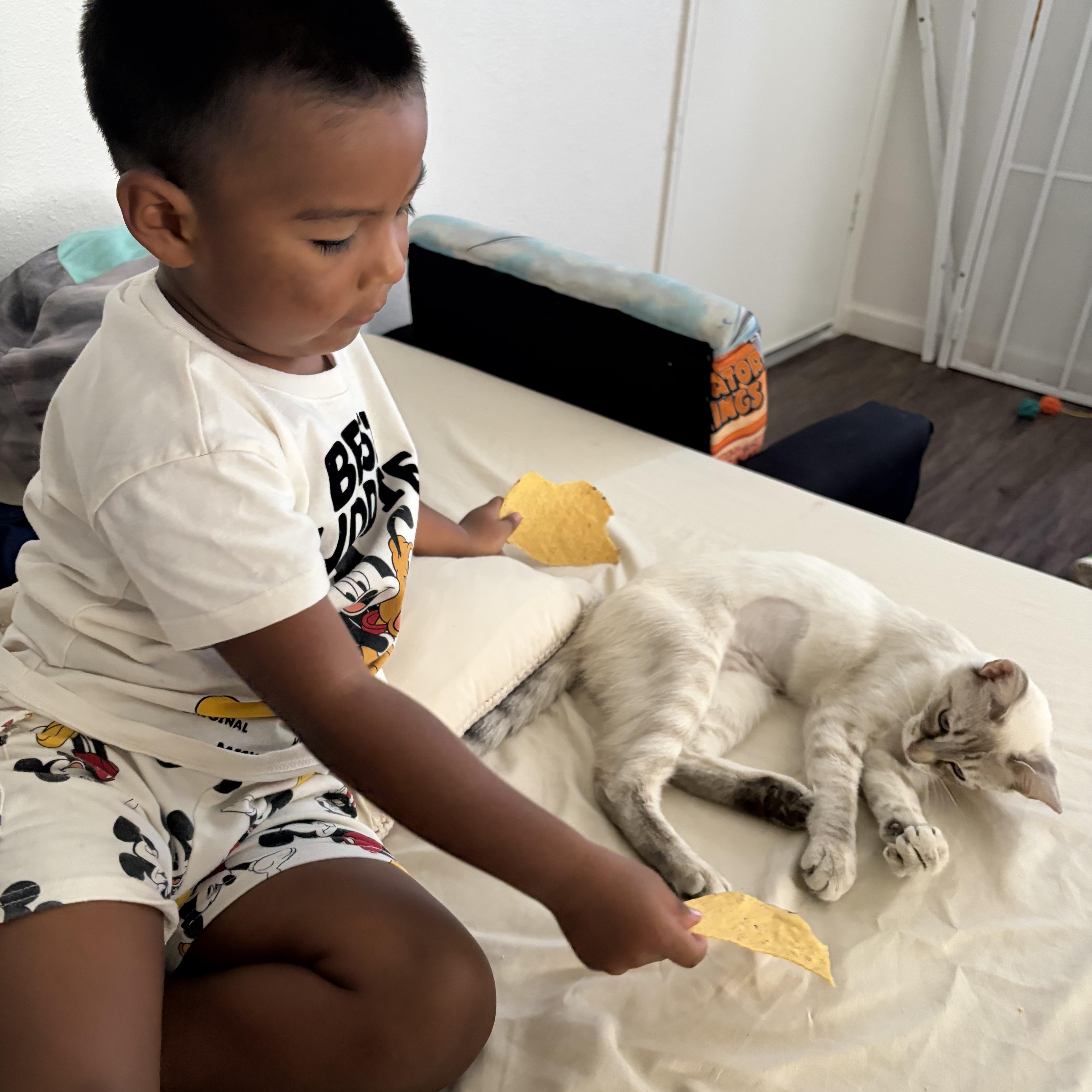 Rumi, a ADOPTABLE mixed breed in Santa Monica, CA image 3/6