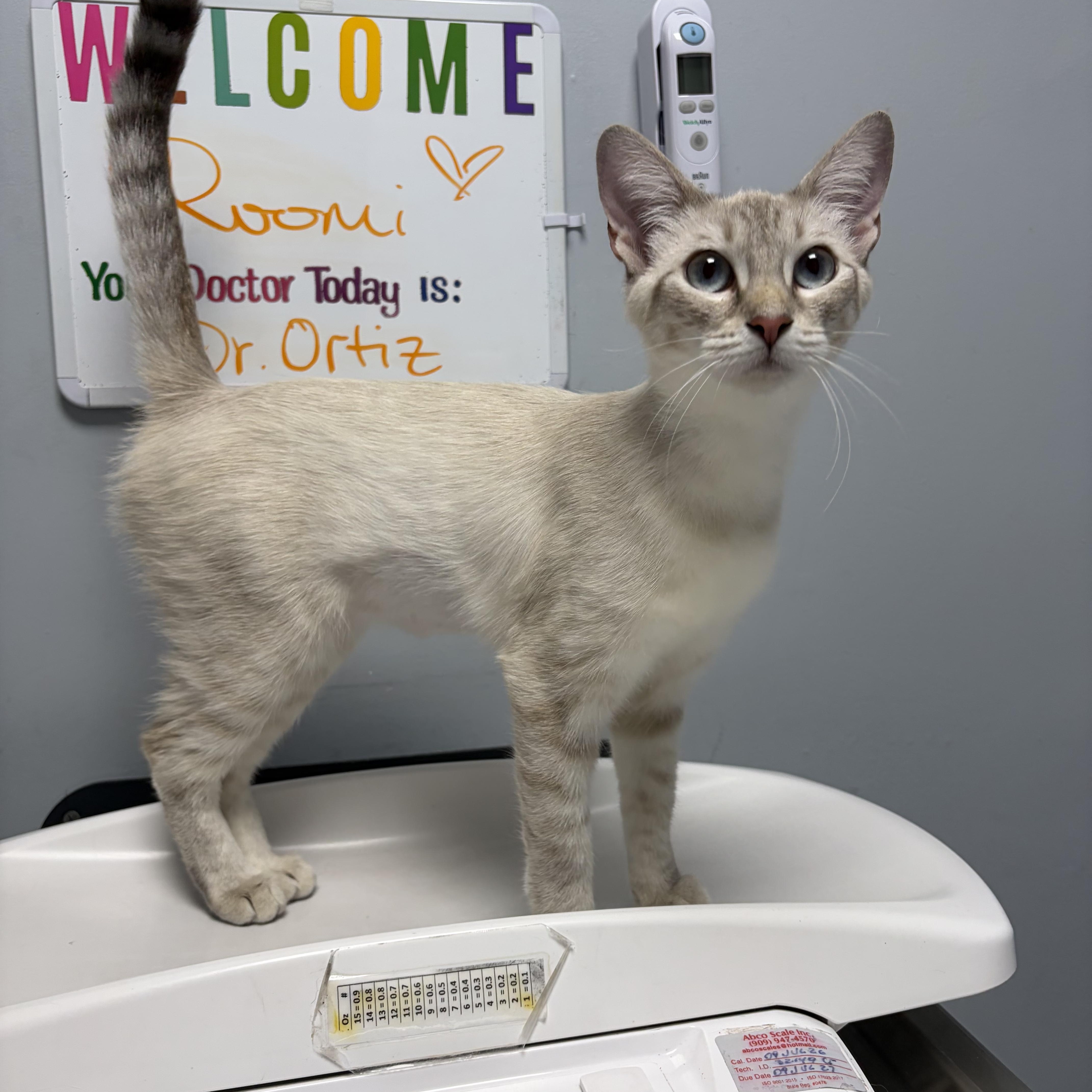 Rumi, Adopted, Young Female Siamese & Tabby.