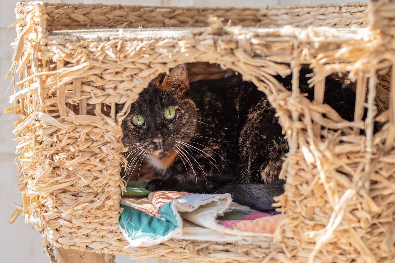 Sonia & Cookie, a ADOPTABLE Domestic Short Hair in Landenberg, PA image 2/3