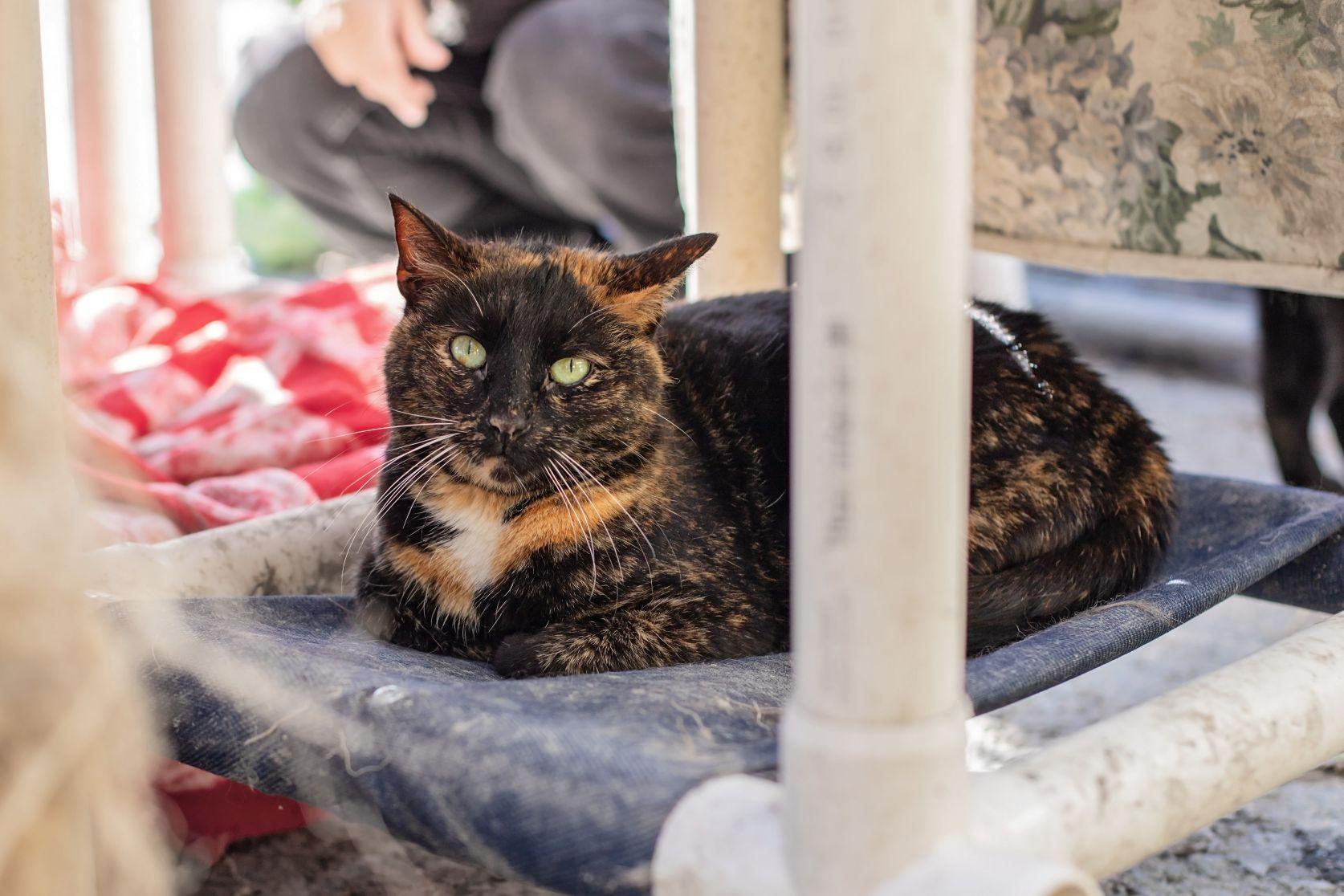 Sonia & Cookie, ADOPTABLE, Adult Female Domestic Short Hair.