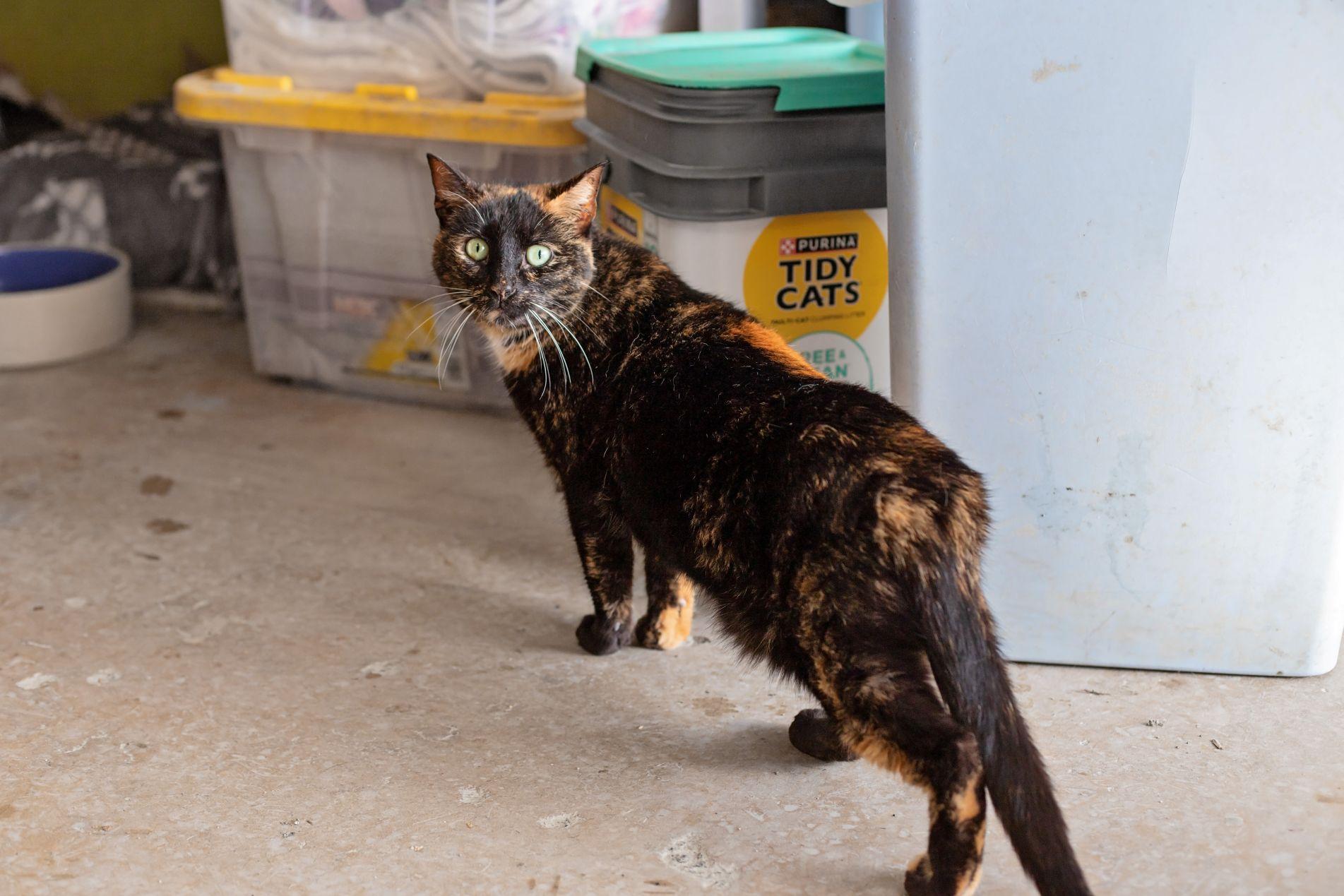 Sonia & Cookie, a ADOPTABLE Domestic Short Hair in Landenberg, PA image 3/3