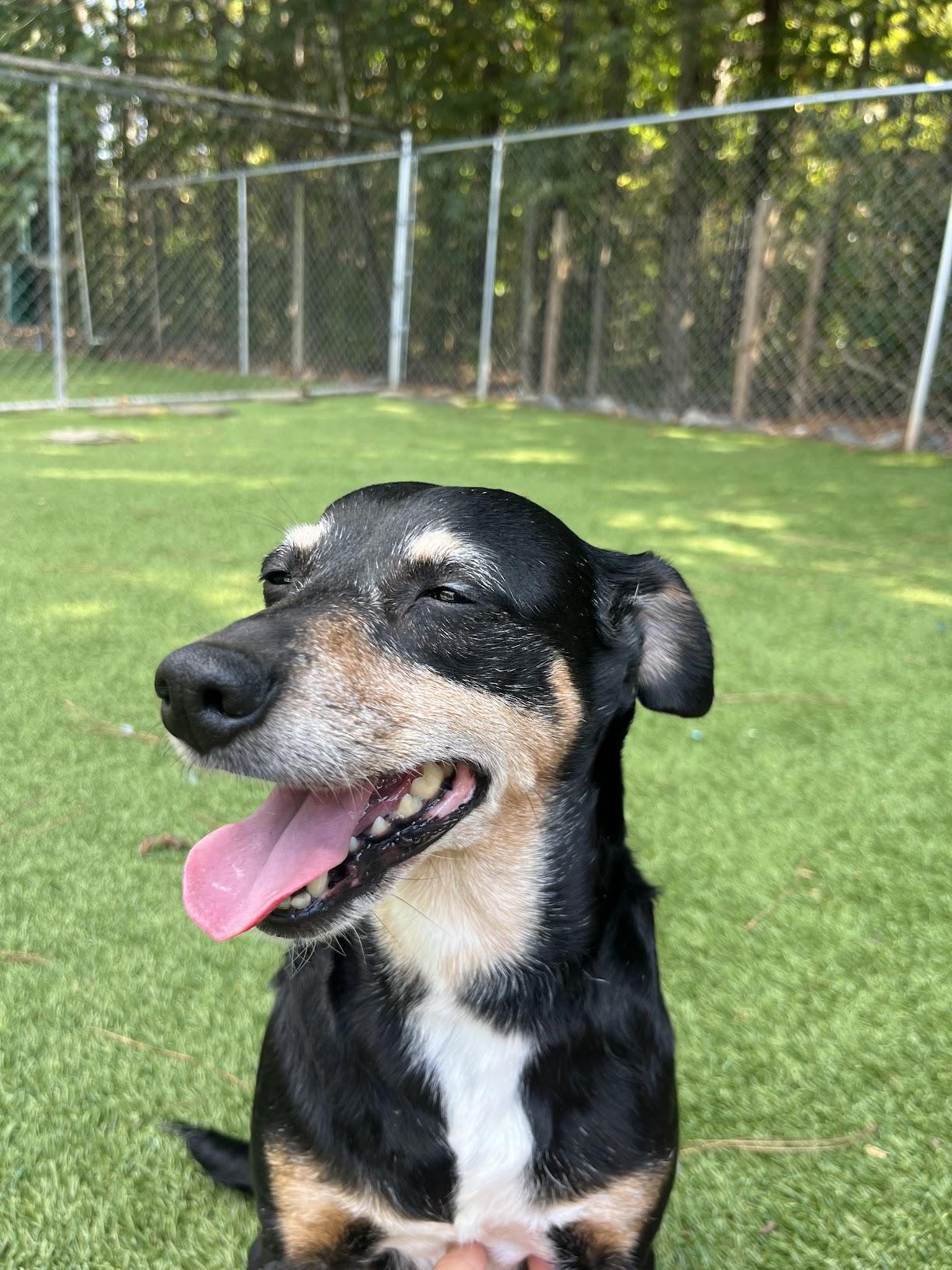Lelo, a Adoptable mixed breed in Salisbury, NC image 2/4
