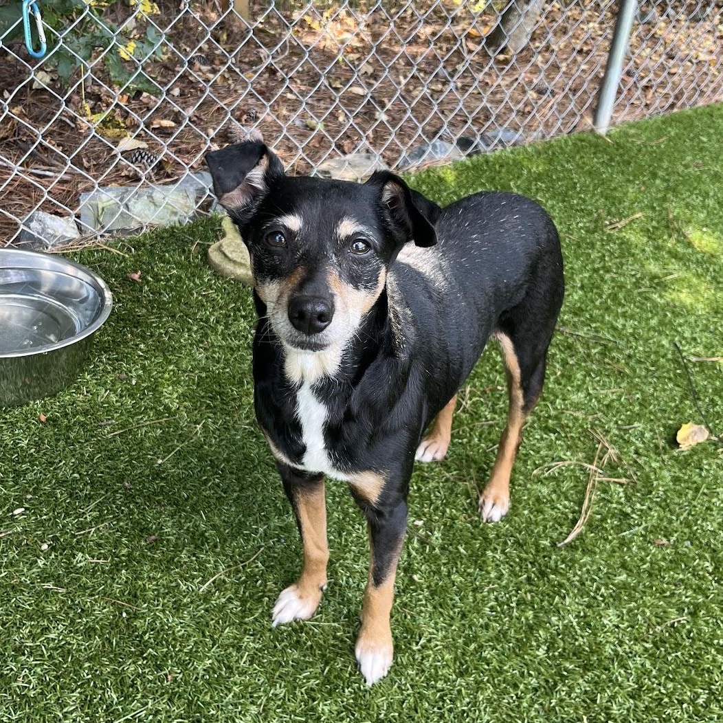 Lelo, Adoptable, Adult Female Feist & Chihuahua.