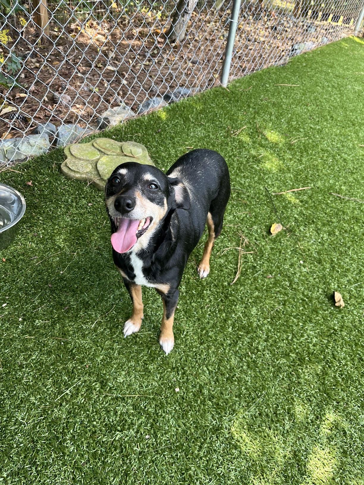 Lelo, a Adoptable mixed breed in Salisbury, NC image 3/4