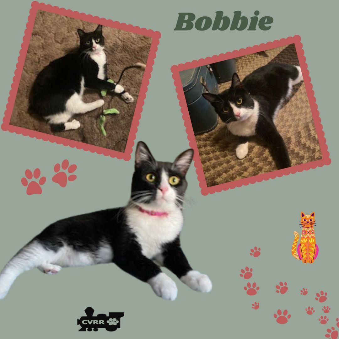 Bobbie (Cat), Adoptable, Adult Female Domestic Short Hair & Tuxedo.