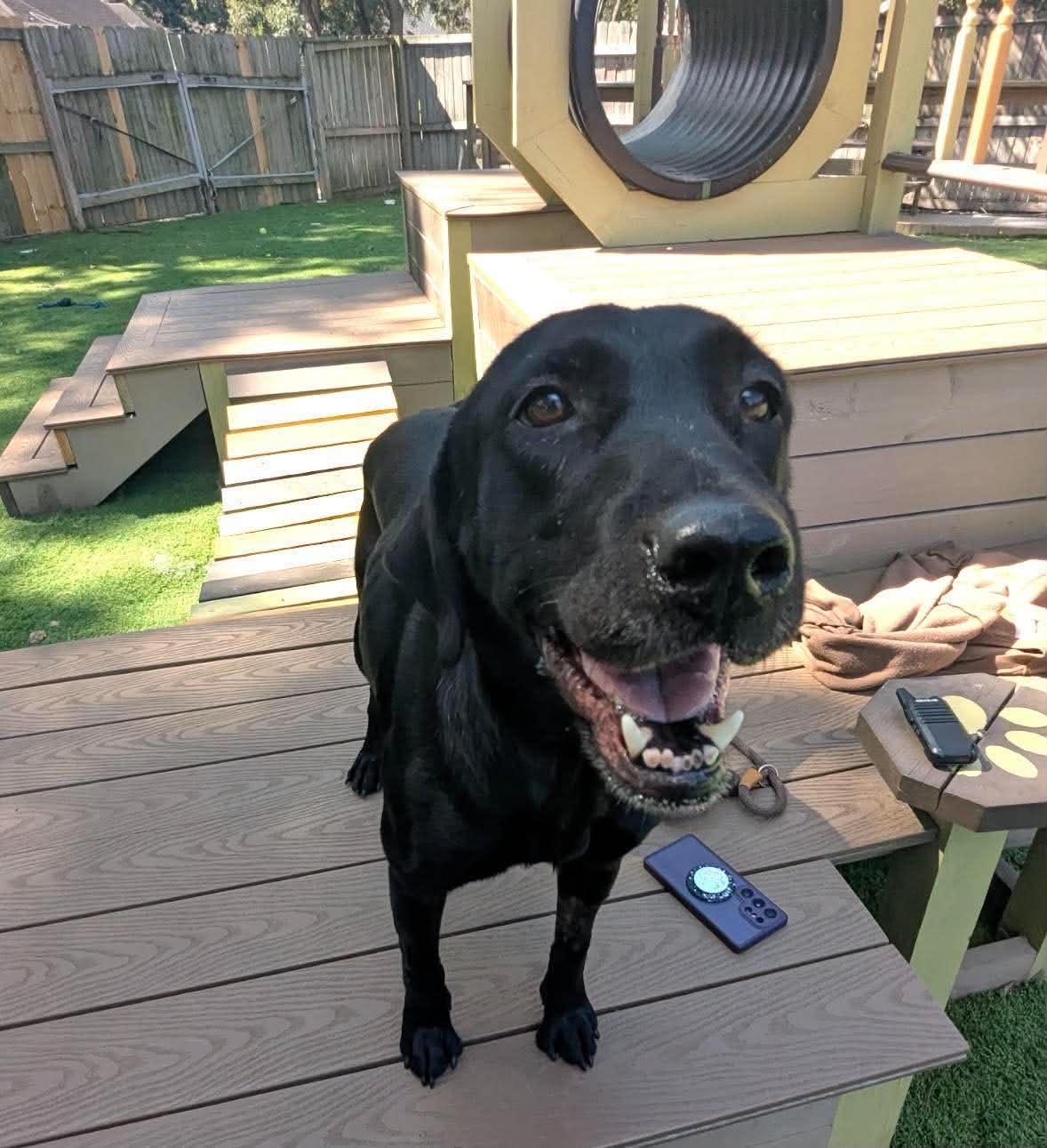 Enlarge Annie, a Adoptable Labrador Retriever in Houston, TX image 2/4