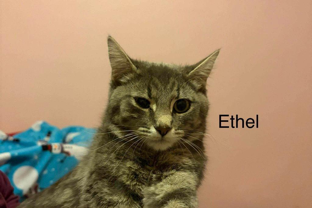 Ethel, Adoptable, Young Female Domestic Short Hair & Tabby.