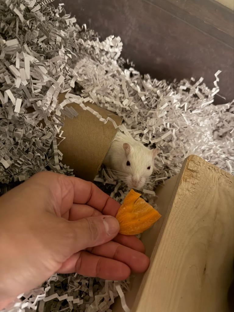 Enlarge Willie Nelson, a Adoptable Gerbil in Eagle Mountain, UT image 1/1