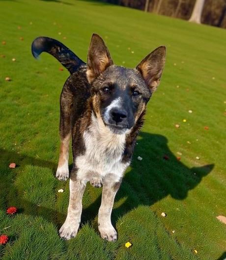 Kobe, a Adoptable mixed breed in Oceanside, CA image 2/3