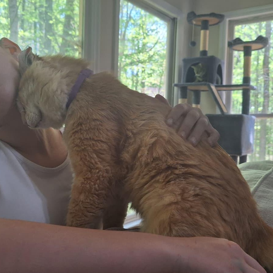 Enlarge School Bus Driver, a ADOPTABLE Domestic Long Hair in Cumming, GA image 4/6