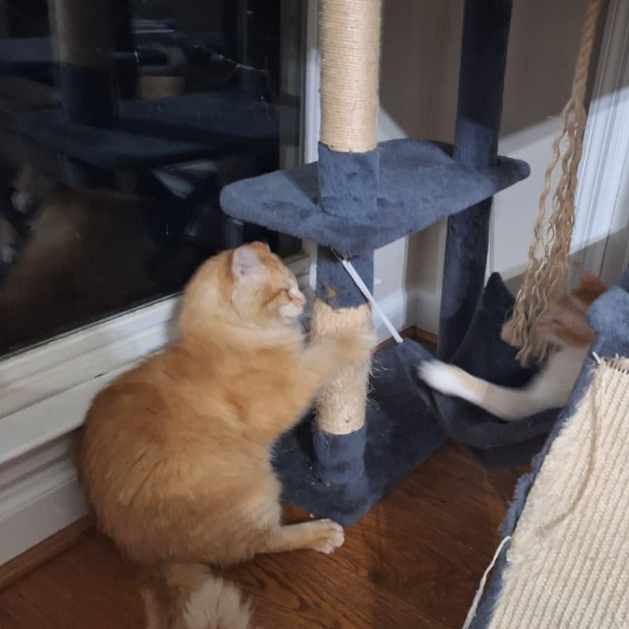 Enlarge School Bus Driver, a ADOPTABLE Domestic Long Hair in Cumming, GA image 3/6