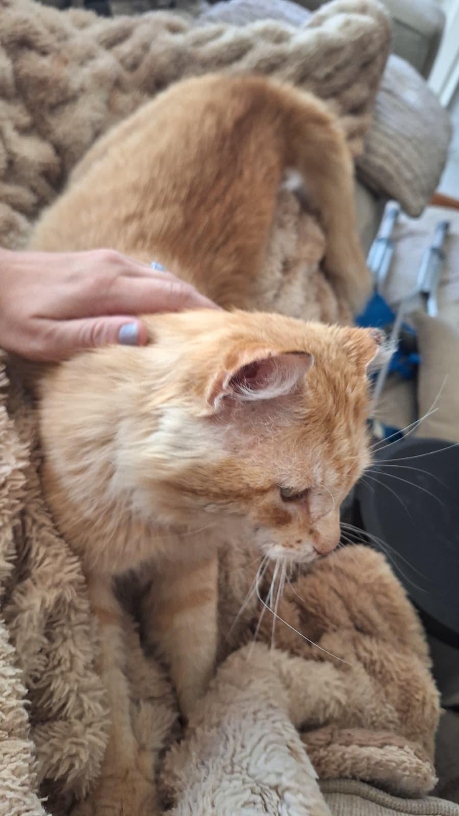 Enlarge School Bus Driver, a ADOPTABLE Domestic Long Hair in Cumming, GA image 5/6