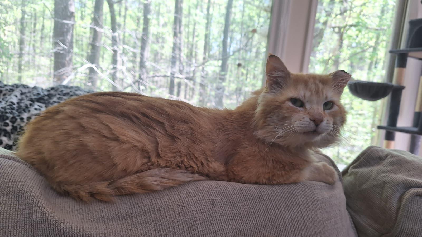 Enlarge School Bus Driver, a ADOPTABLE Domestic Long Hair in Cumming, GA image 2/6