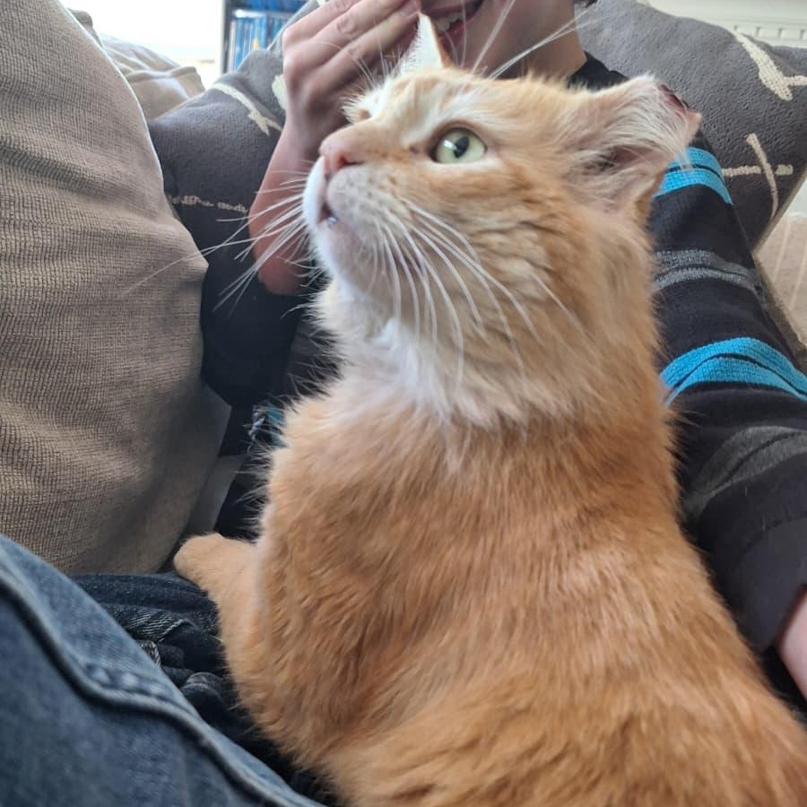 School Bus Driver, ADOPTABLE, Adult Male Domestic Long Hair.