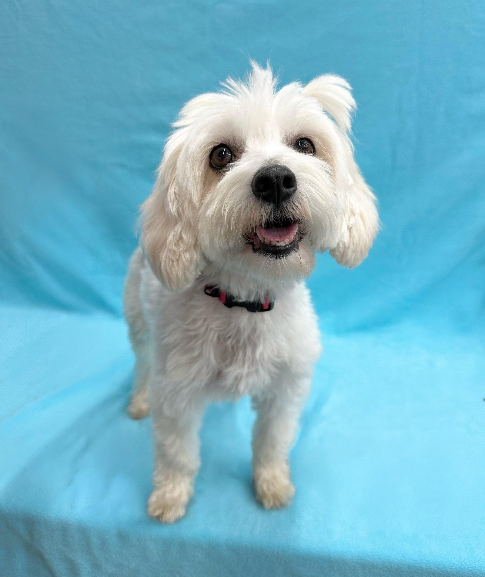 Enlarge Popcorn, a Adopted Havanese in Palo Alto, CA image 1/3