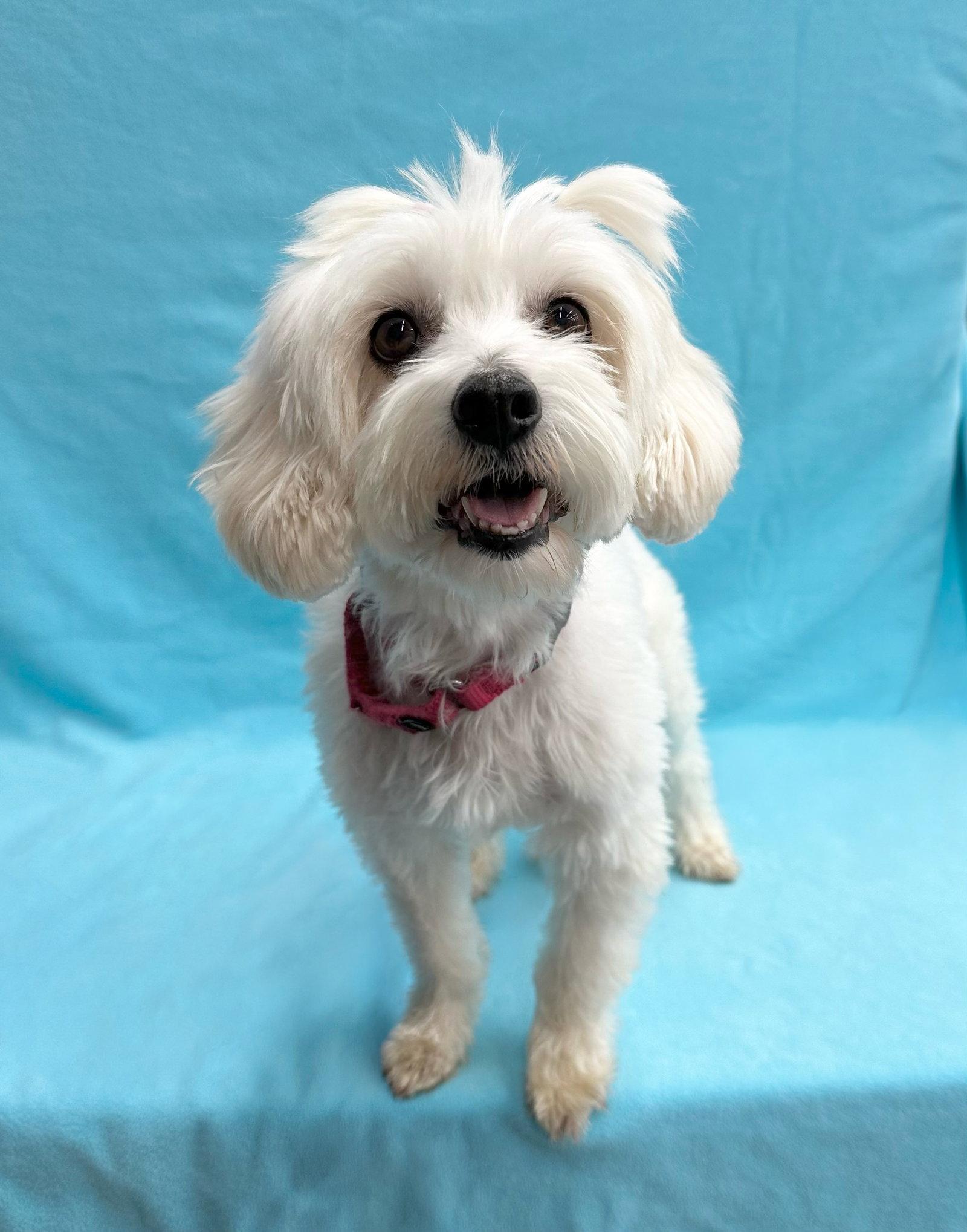 Enlarge Popcorn, a Adopted Havanese in Palo Alto, CA image 2/3