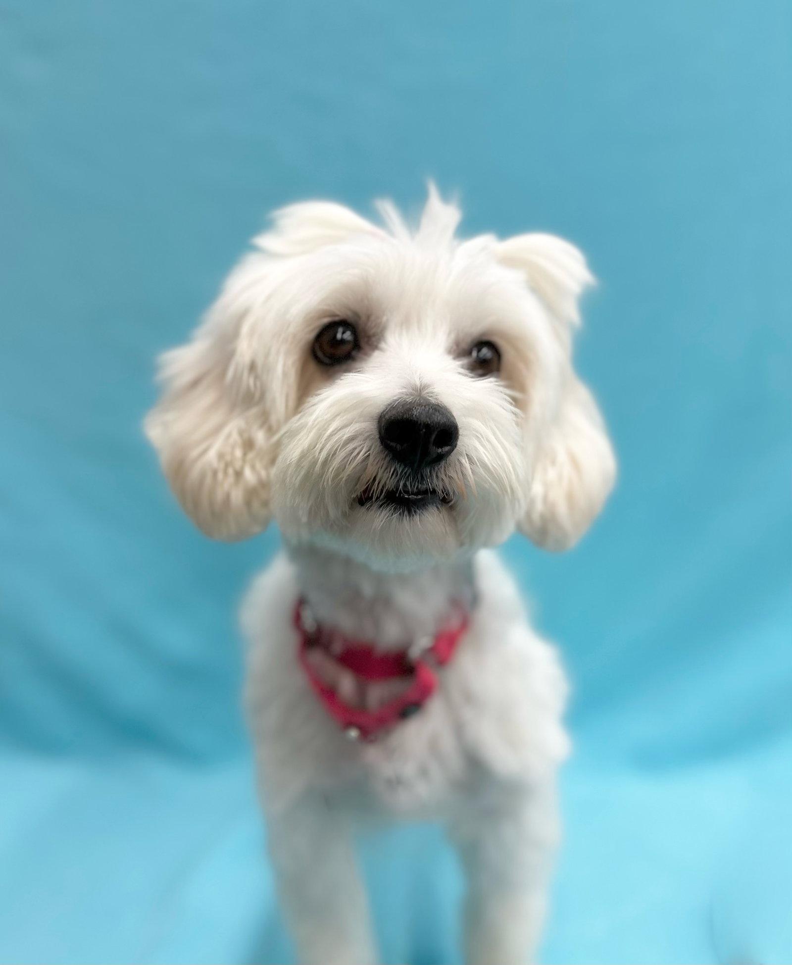 Enlarge Popcorn, a Adopted Havanese in Palo Alto, CA image 3/3