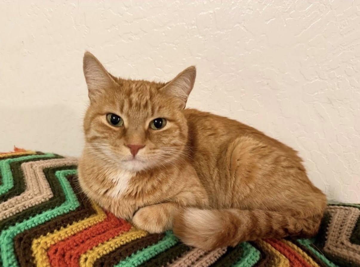 Radar, Adoptable, Senior Male Domestic Short Hair.