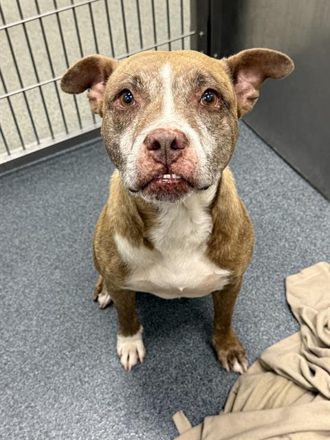 PRISCILLA, Adoptable, Adult Female Mixed Breed.