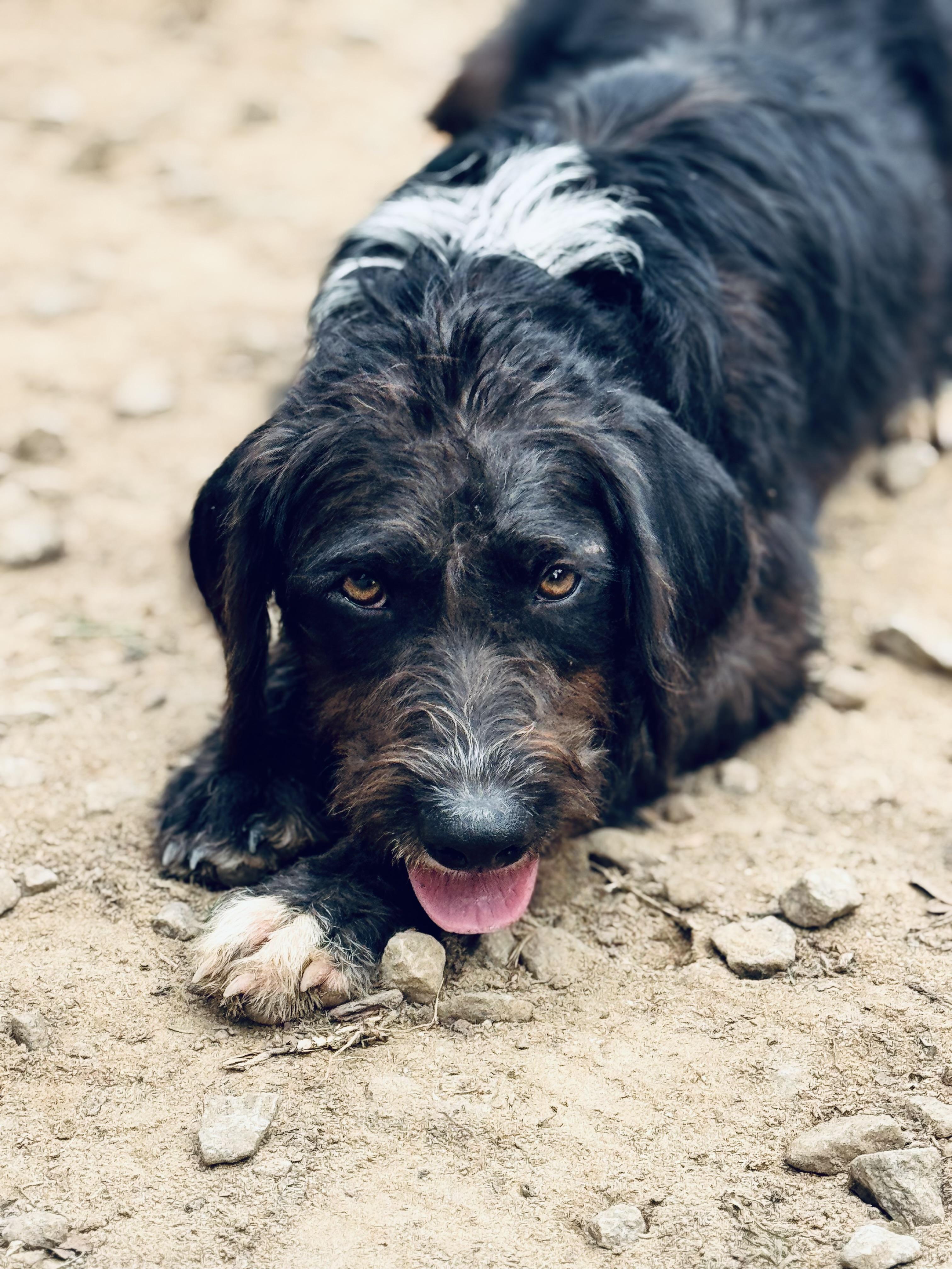 Jerry, a Adoptable Mixed Breed in SYLVANIA, GA image 1/6