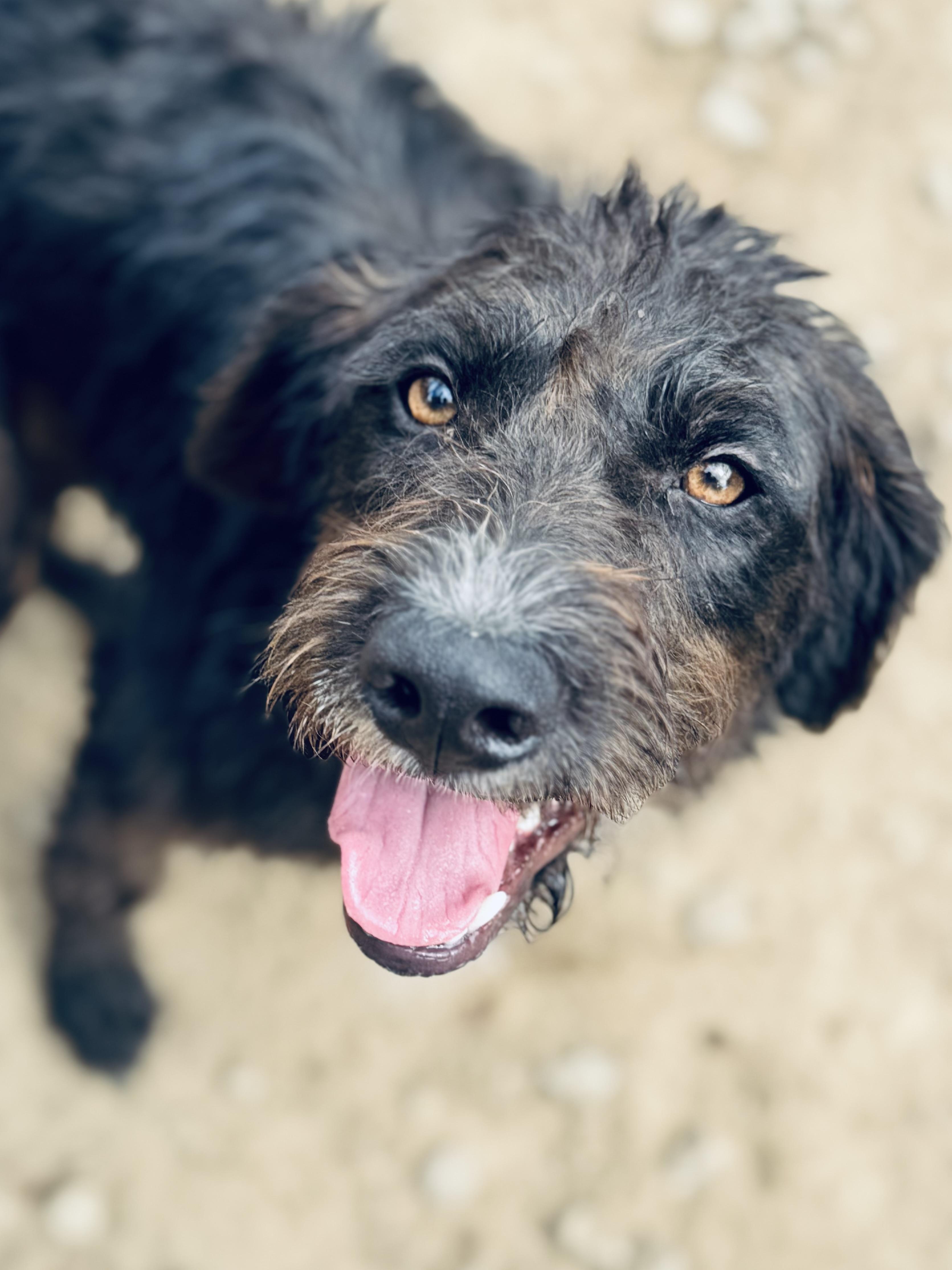 Jerry, a Adoptable Mixed Breed in SYLVANIA, GA image 2/6