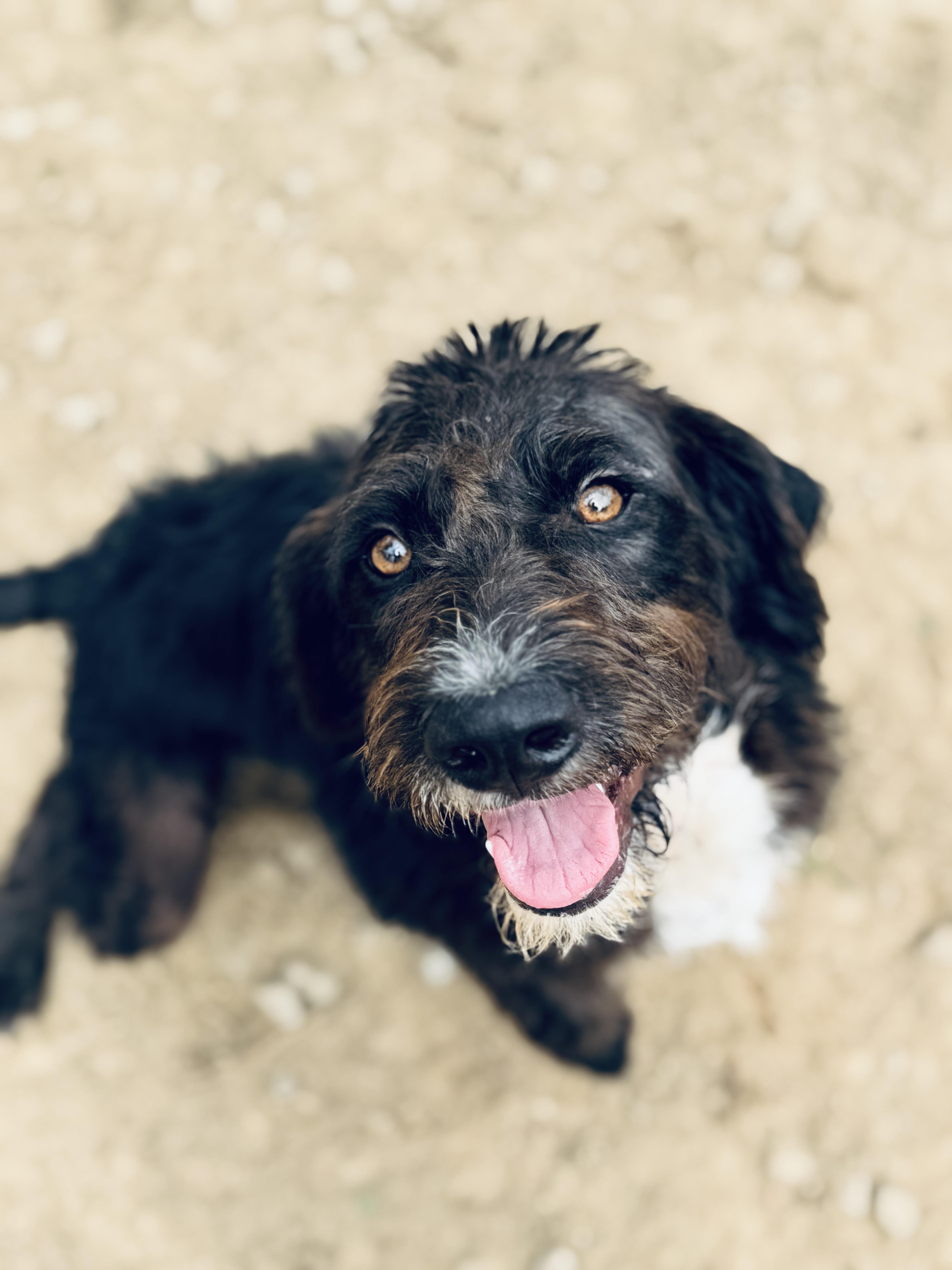 Jerry, a Adoptable Mixed Breed in SYLVANIA, GA image 3/6
