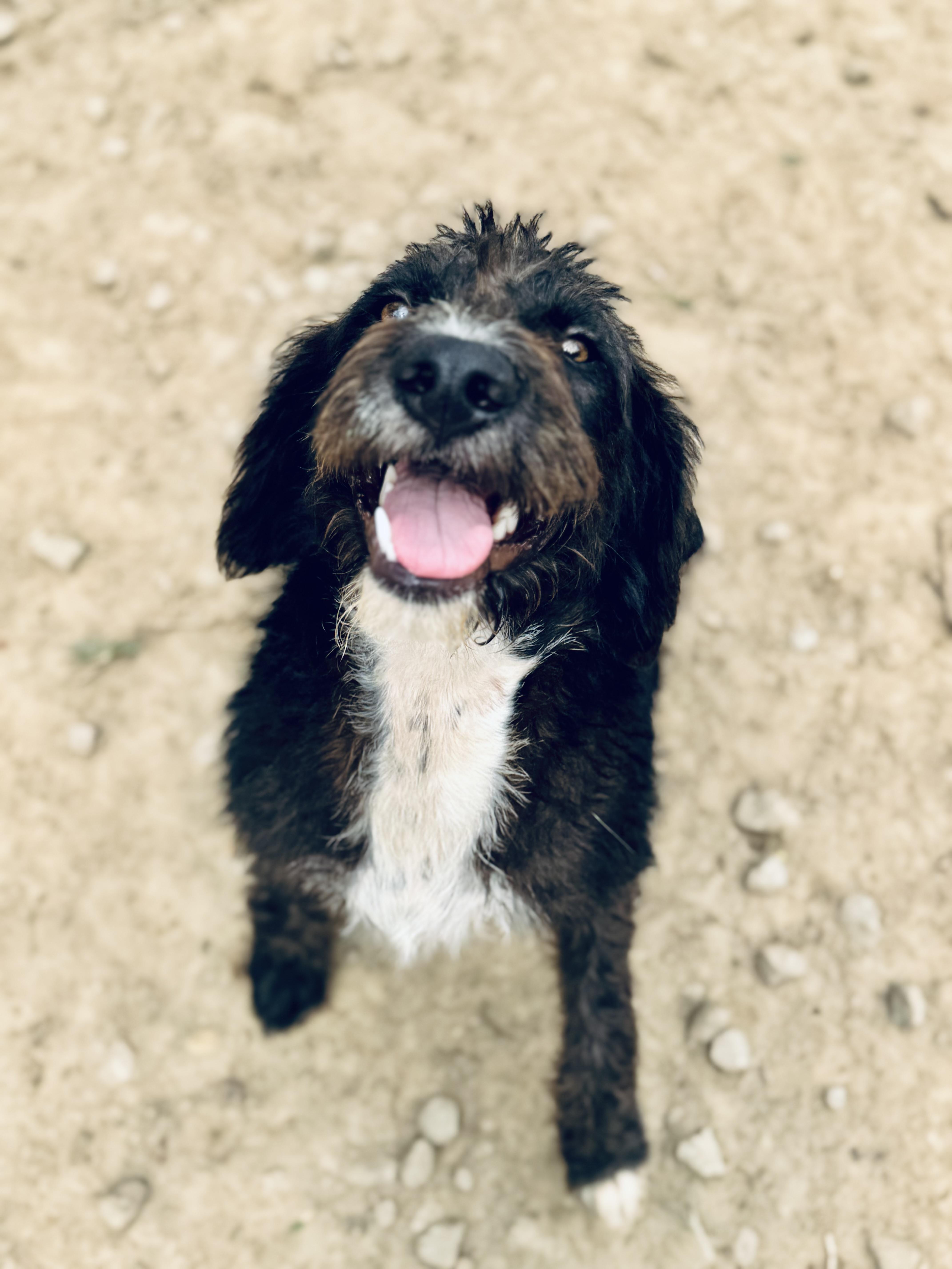 Jerry, a Adoptable Mixed Breed in SYLVANIA, GA image 4/6