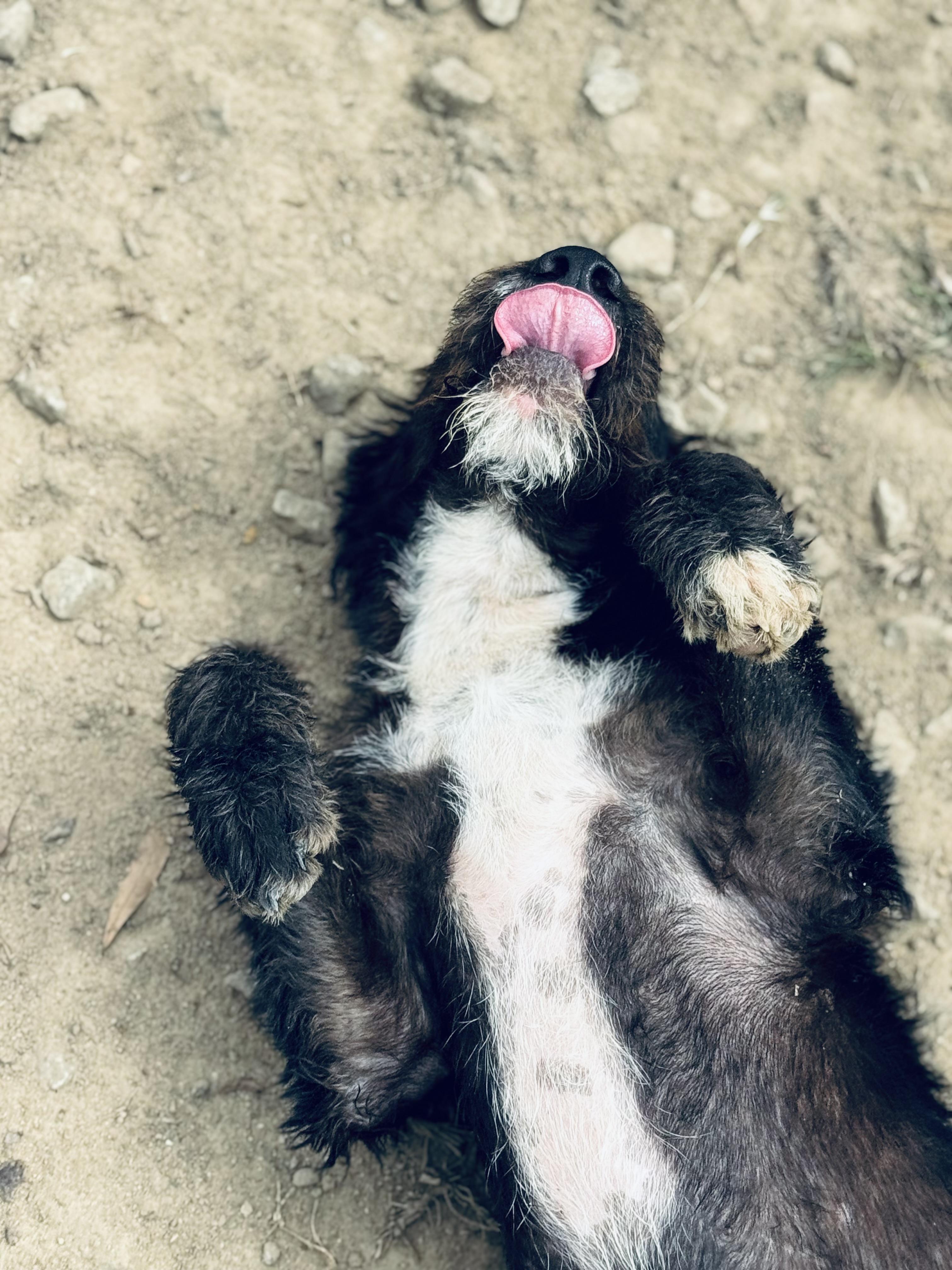 Jerry, Adoptable, Young Male Mixed Breed.