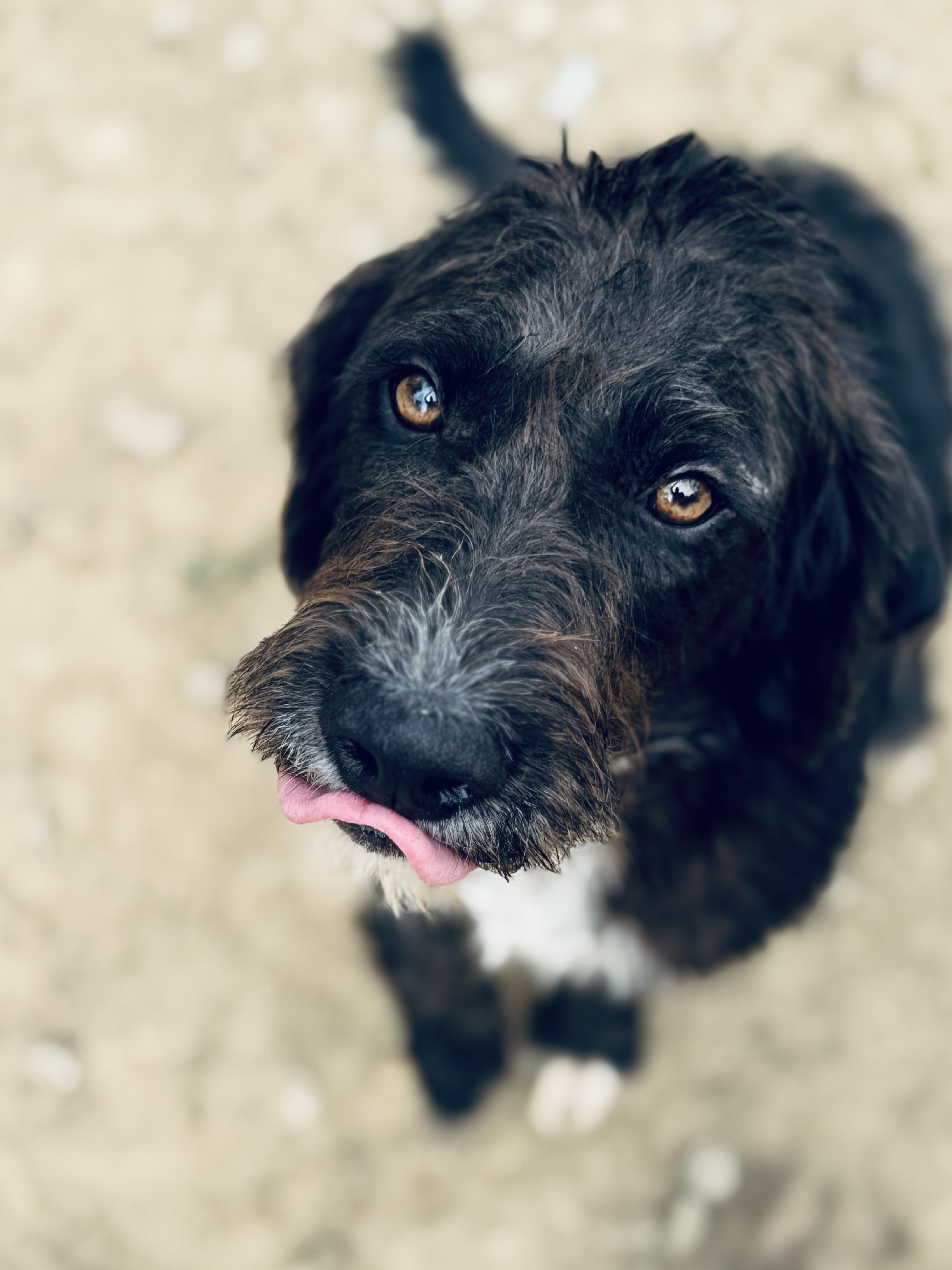 Jerry, a Adoptable Mixed Breed in SYLVANIA, GA image 6/6