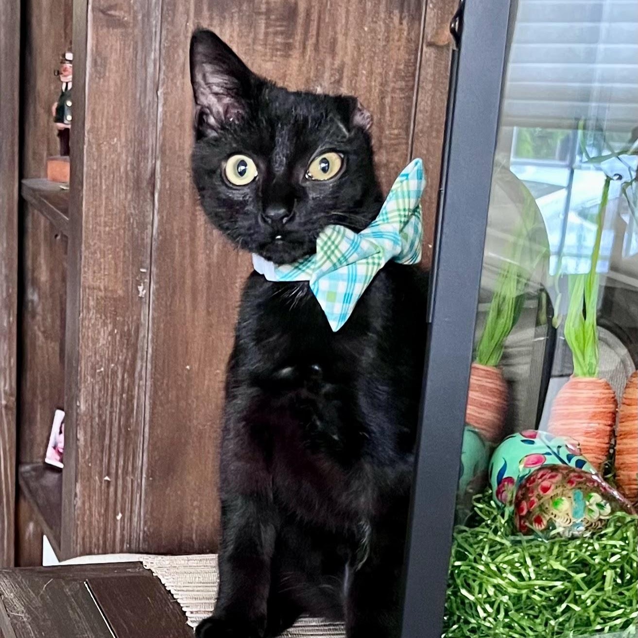 Enlarge Vincent Van Go-gurt, a ADOPTABLE Domestic Short Hair in Charlotte, NC image 3/5