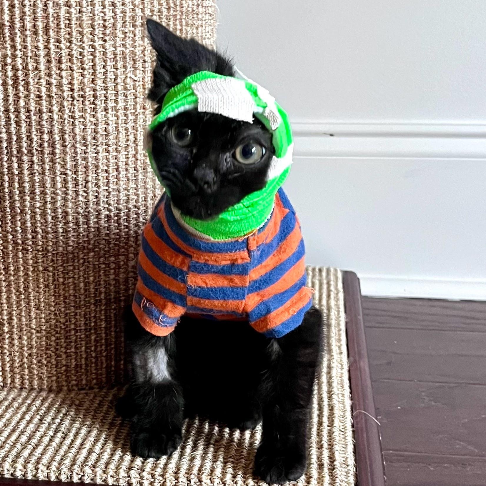 Enlarge Vincent Van Go-gurt, a ADOPTABLE Domestic Short Hair in Charlotte, NC image 4/5