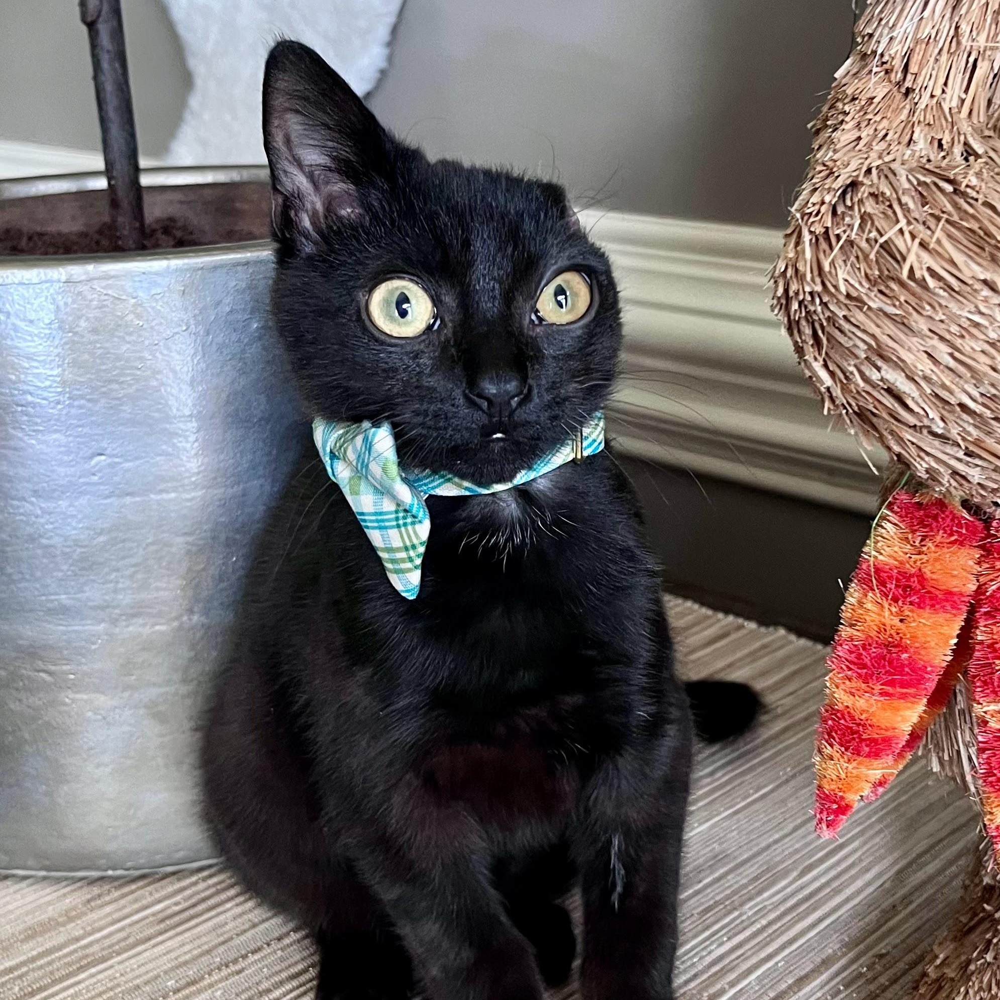 Vincent Van Go-gurt, ADOPTABLE, Kitten Male Domestic Short Hair.