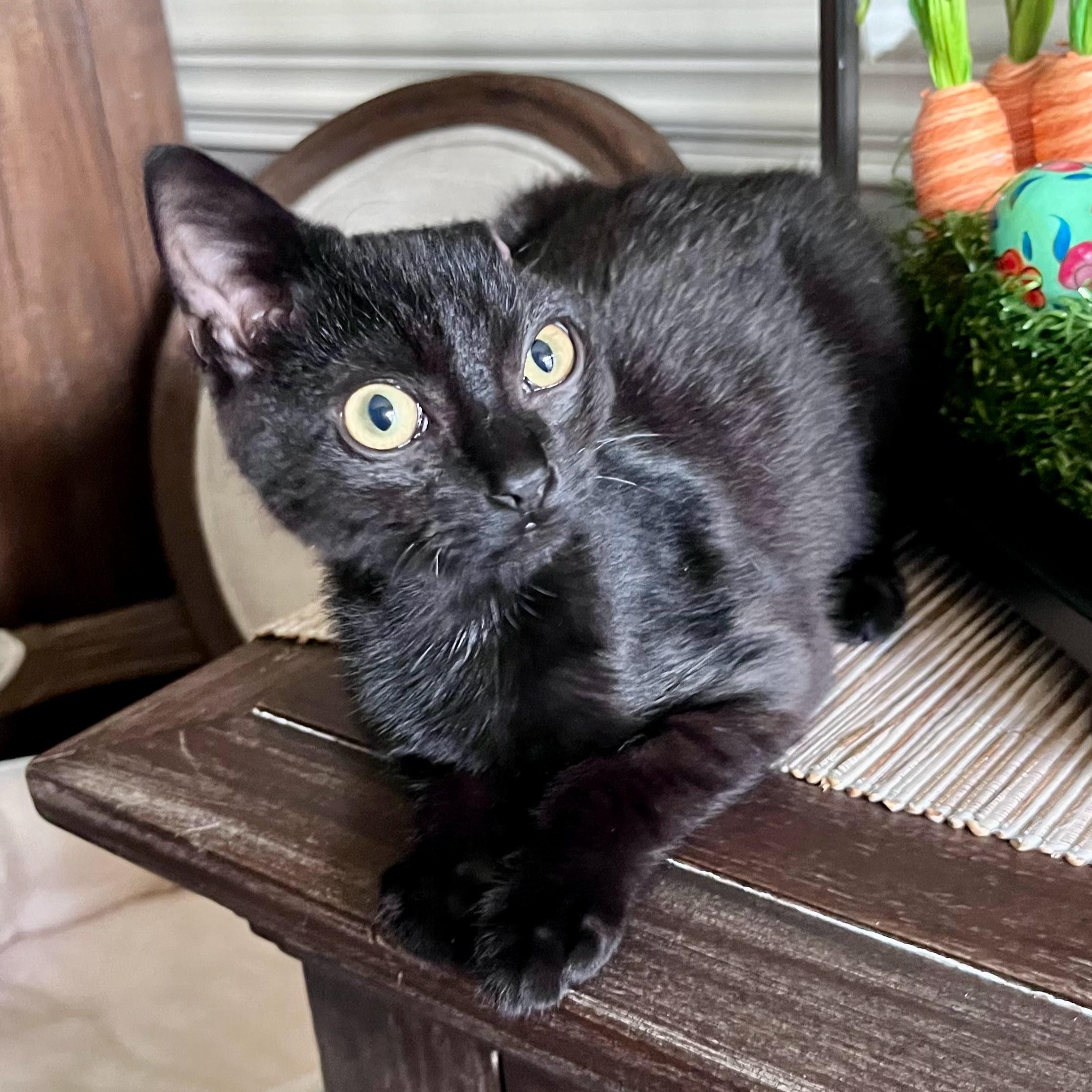 Enlarge Vincent Van Go-gurt, a ADOPTABLE Domestic Short Hair in Charlotte, NC image 2/5