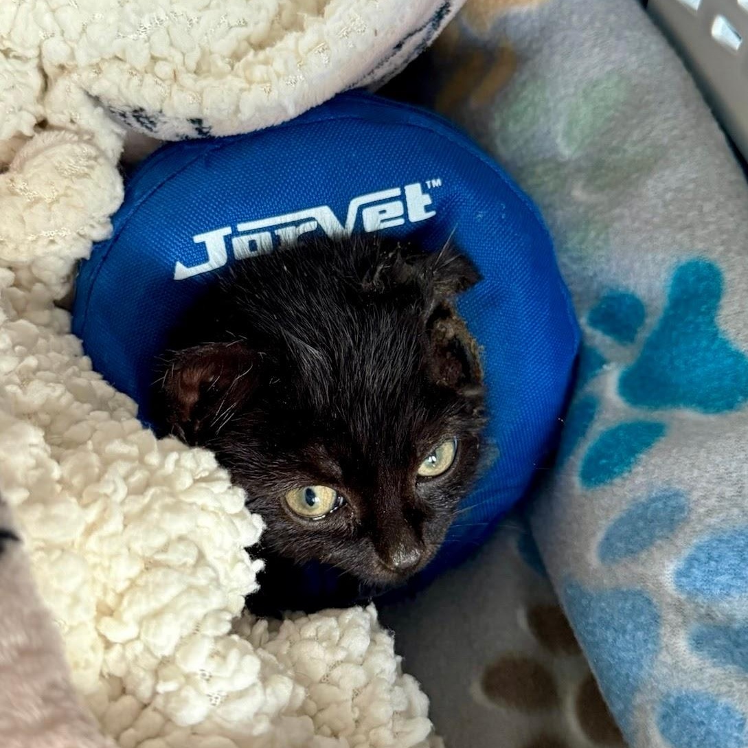 Enlarge Vincent Van Go-gurt, a ADOPTABLE Domestic Short Hair in Charlotte, NC image 5/5