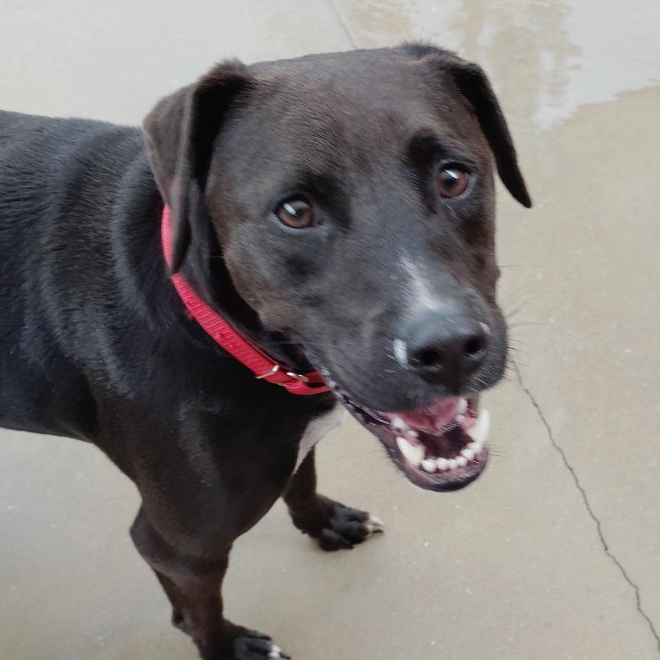 Enlarge Knuckles, a Adoptable American Staffordshire Terrier in Freeport, FL image 1/4