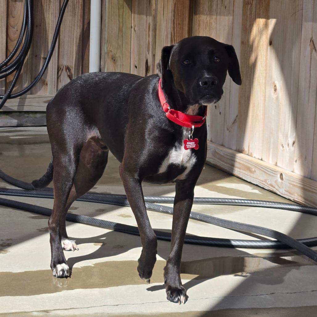 Enlarge Knuckles, a Adoptable American Staffordshire Terrier in Freeport, FL image 2/4