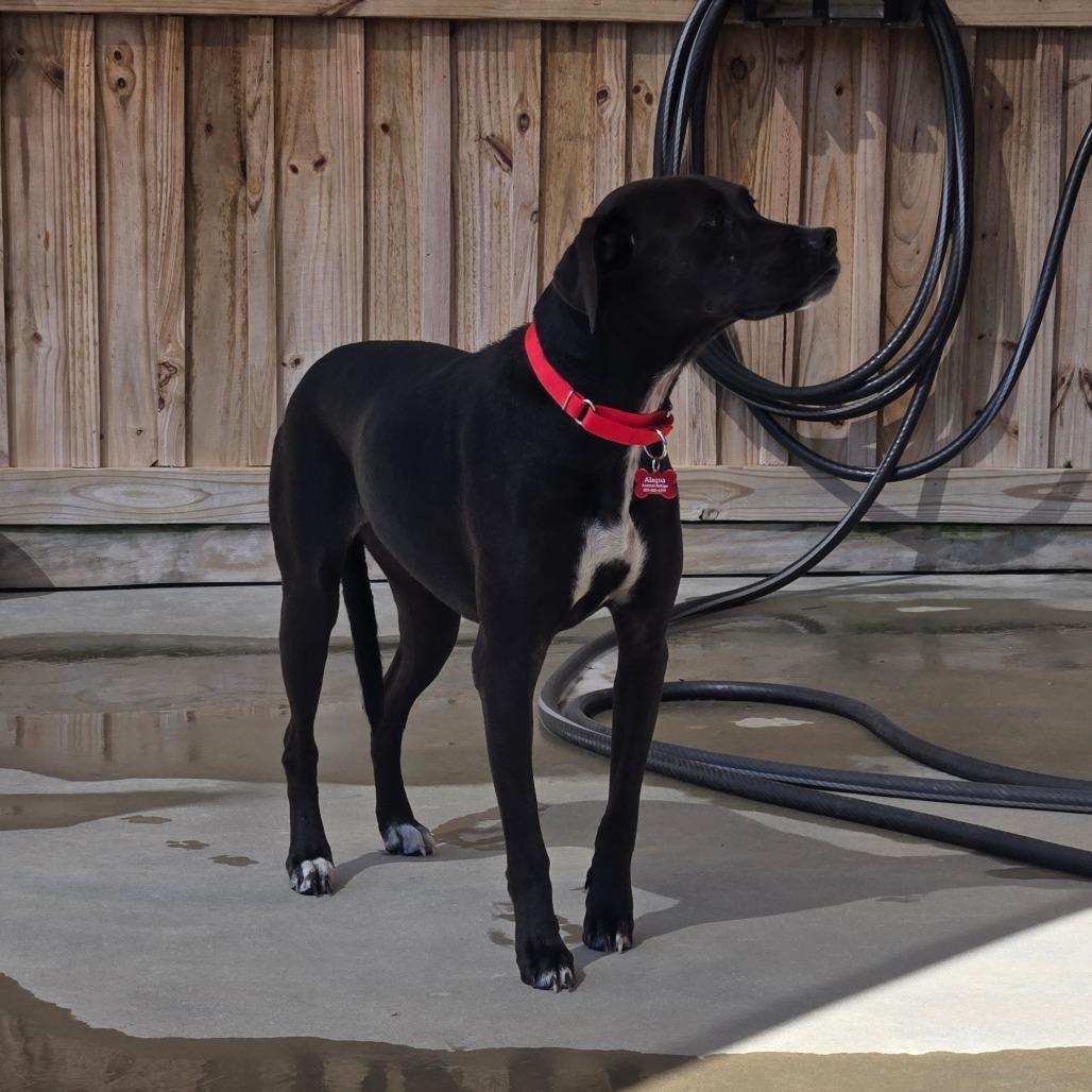 Enlarge Knuckles, a Adoptable American Staffordshire Terrier in Freeport, FL image 3/4