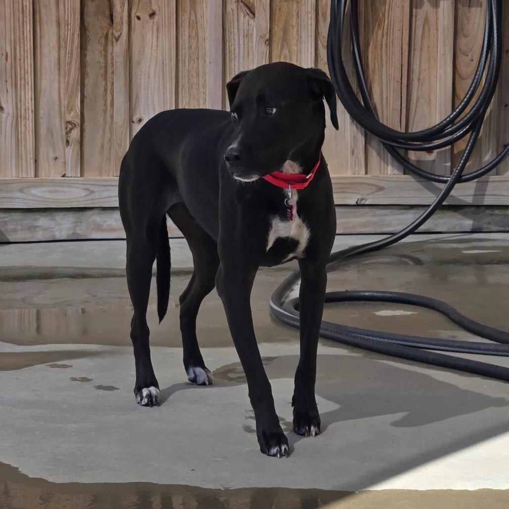 Enlarge Knuckles, a Adoptable American Staffordshire Terrier in Freeport, FL image 4/4