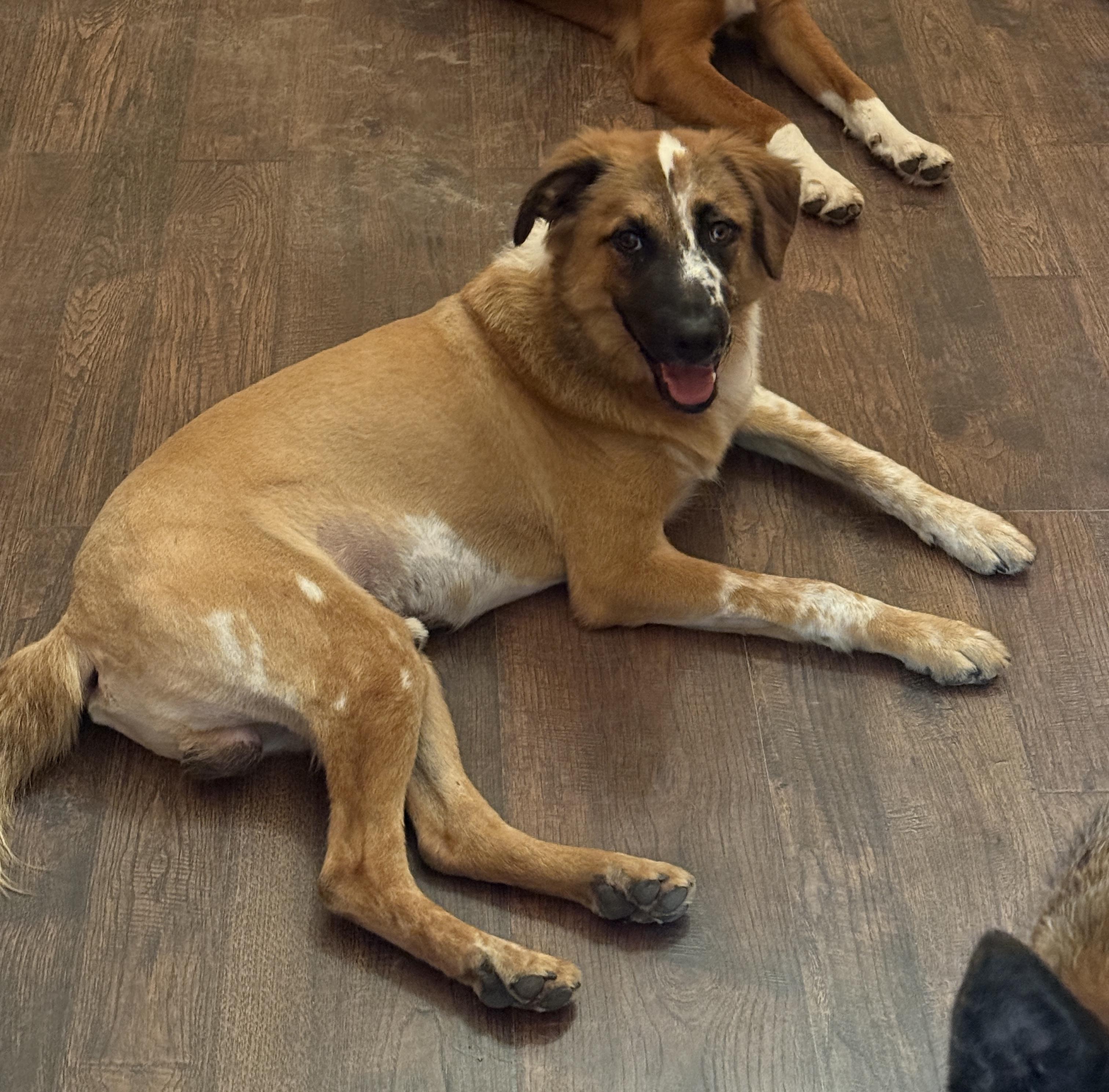 Enlarge Baron, a Adoptable mixed breed in Austin, TX image 4/4