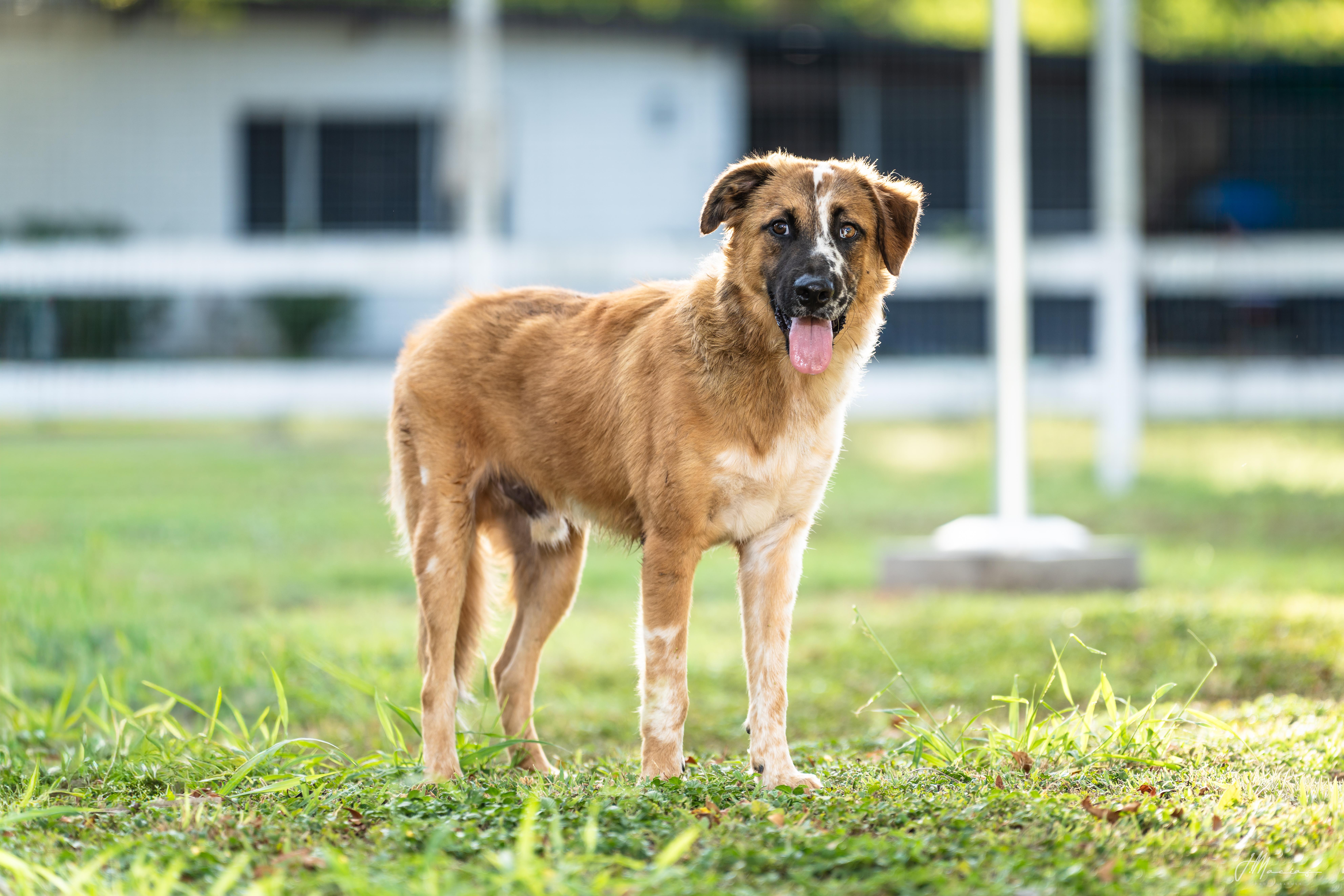 Enlarge Baron, a Adoptable mixed breed in Austin, TX image 3/4
