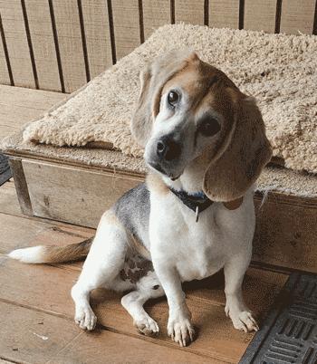 Bentley, a ADOPTABLE Beagle in West Decatur, PA image 5/6