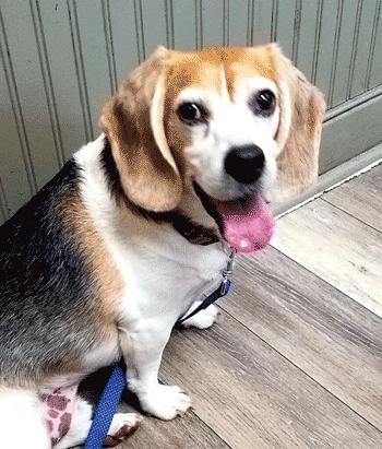 Bentley, a ADOPTABLE Beagle in West Decatur, PA image 1/5